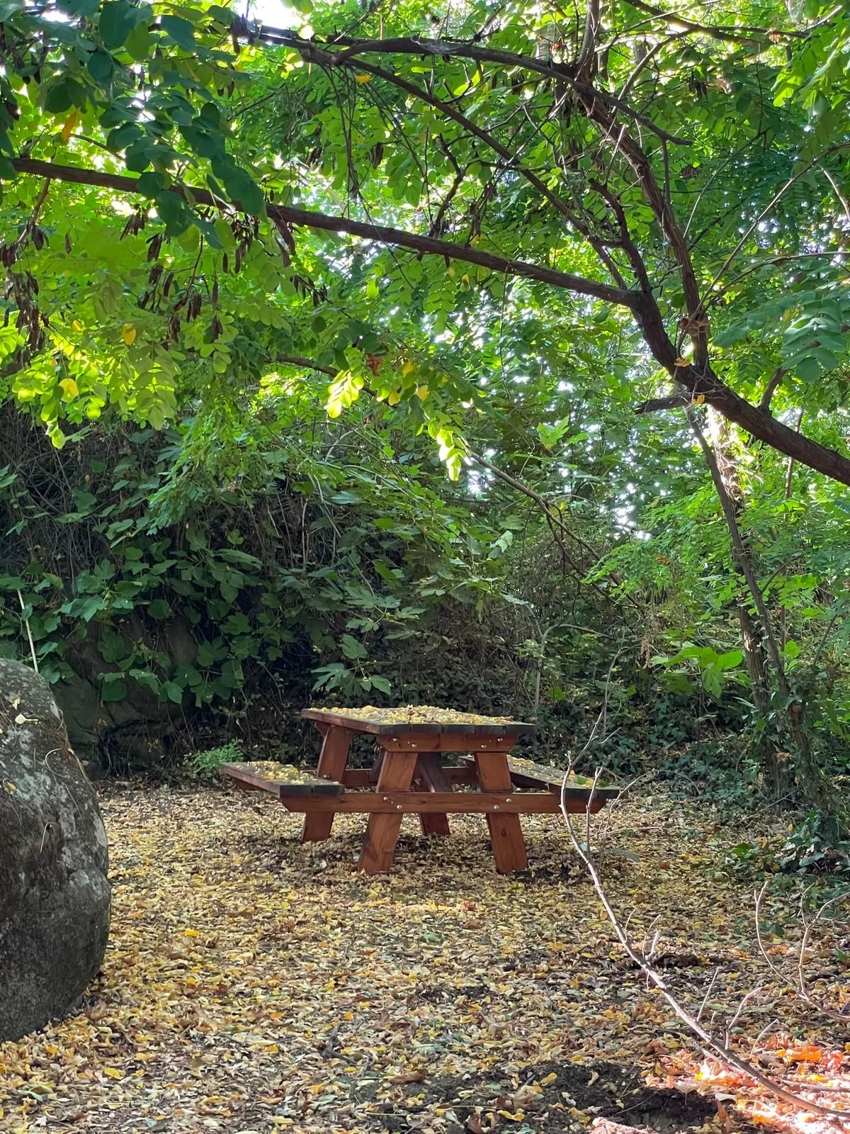 Out exploring a new trail today with Georgie, our hiking leader, checking out some new routes for upcoming walks..And what a bonus to come across these beautiful mouflon along the way!  #walktalkcyprus #explorecyprus #hiking #naturewalks🌿 #cyprus