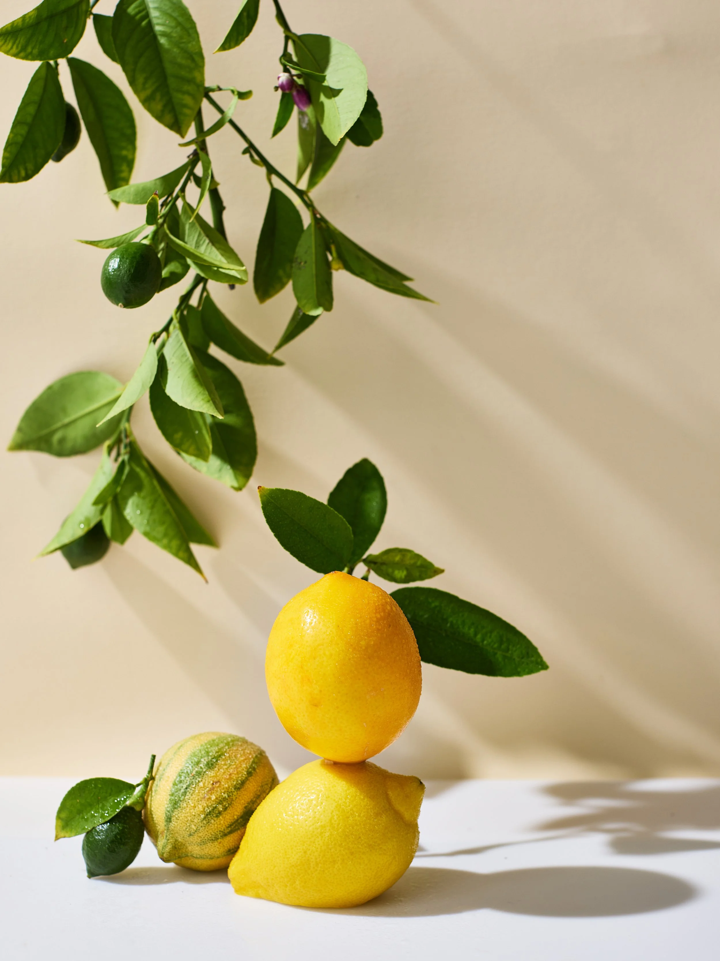 20260213 Lemons_077_HERO_1.jpg