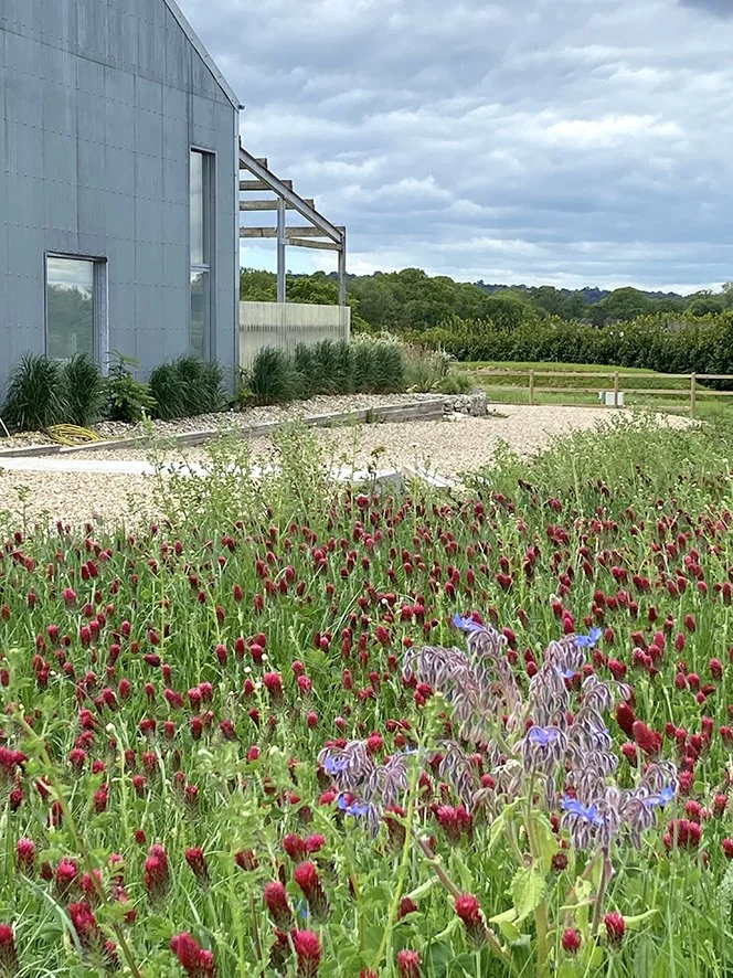 Barnscape-wild-flower.jpeg