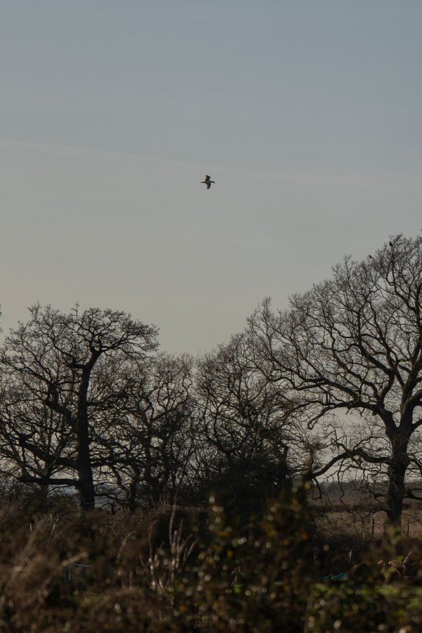 Barnscapes-trees.jpg