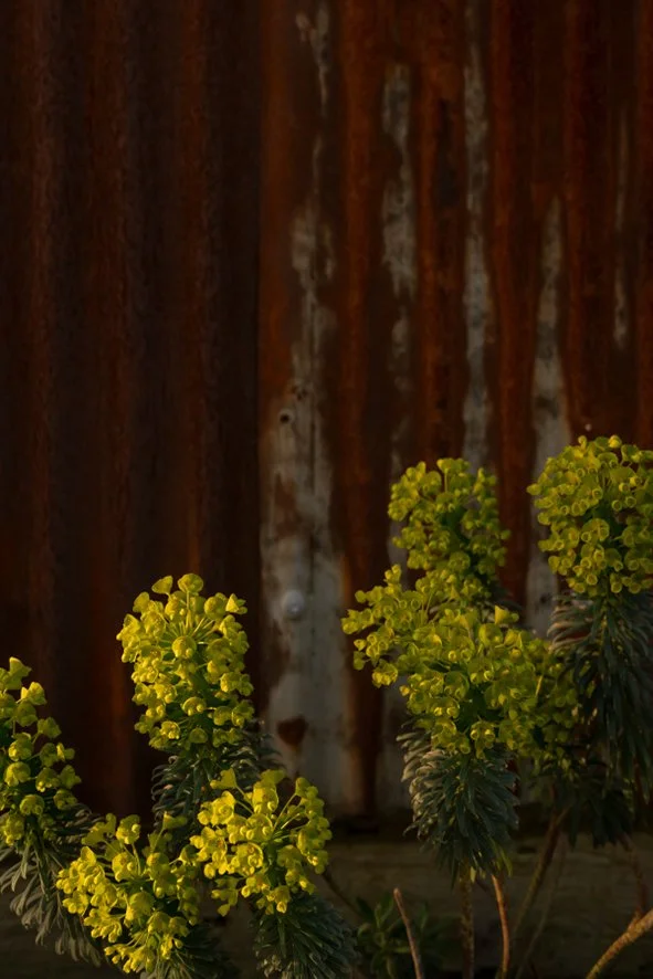 Barnscape-rusty-fence.jpg