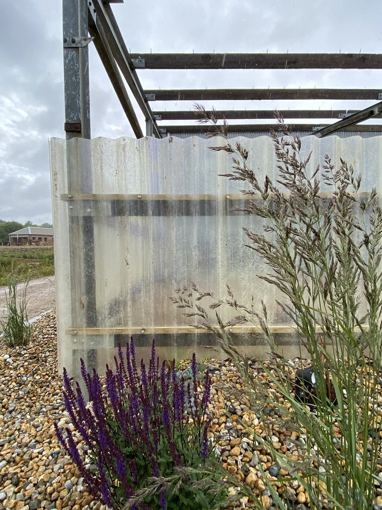 Photo of some tall grasses and purple flowers in front of a transparent plastic or glass enclosure with gravel ground, metal structure, and cloudy sky in the background.