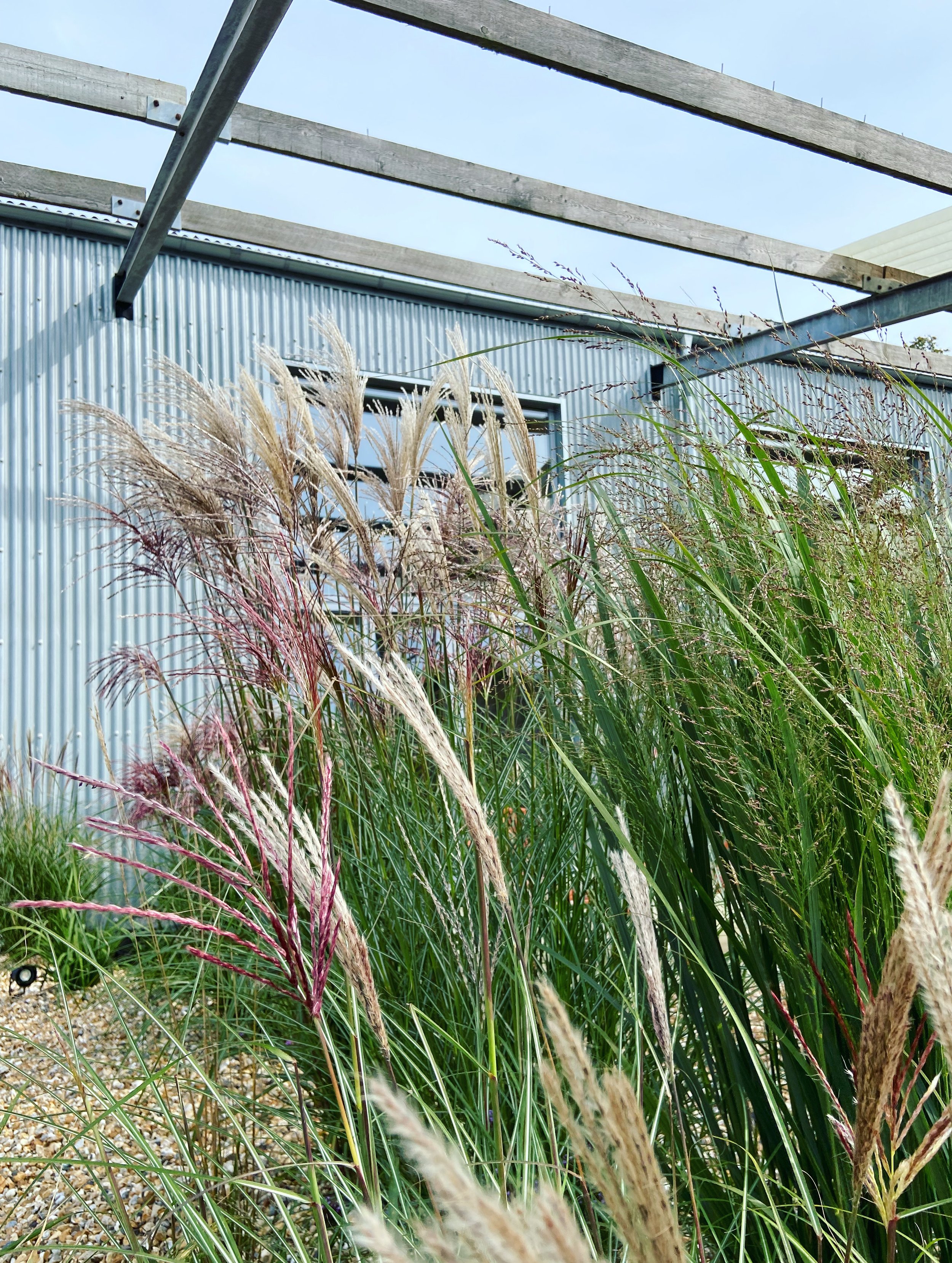 Tall ornamental grasses outside a building with corrugated metal siding, some grass tips have a reddish hue, and there is a clear sky overhead.
