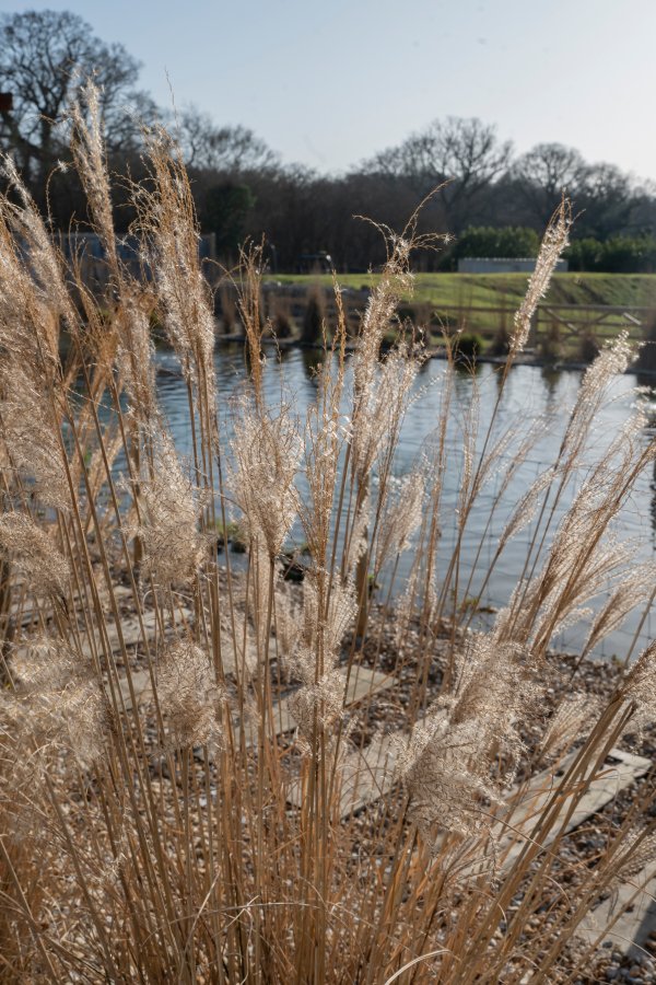Swimming-pond-landscape.jpg