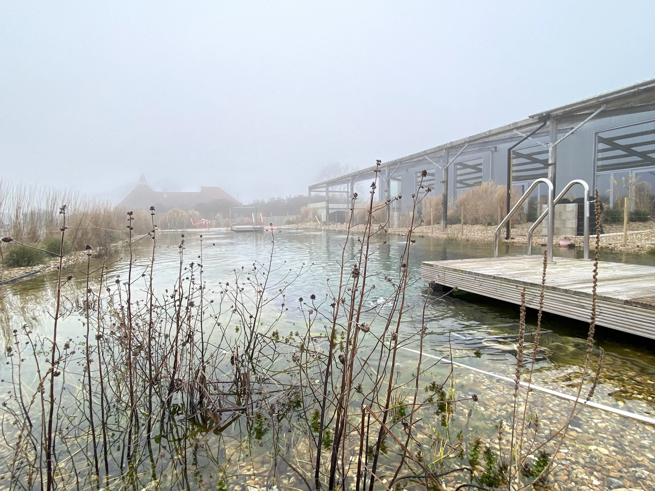 swimming-pond-plants.jpeg