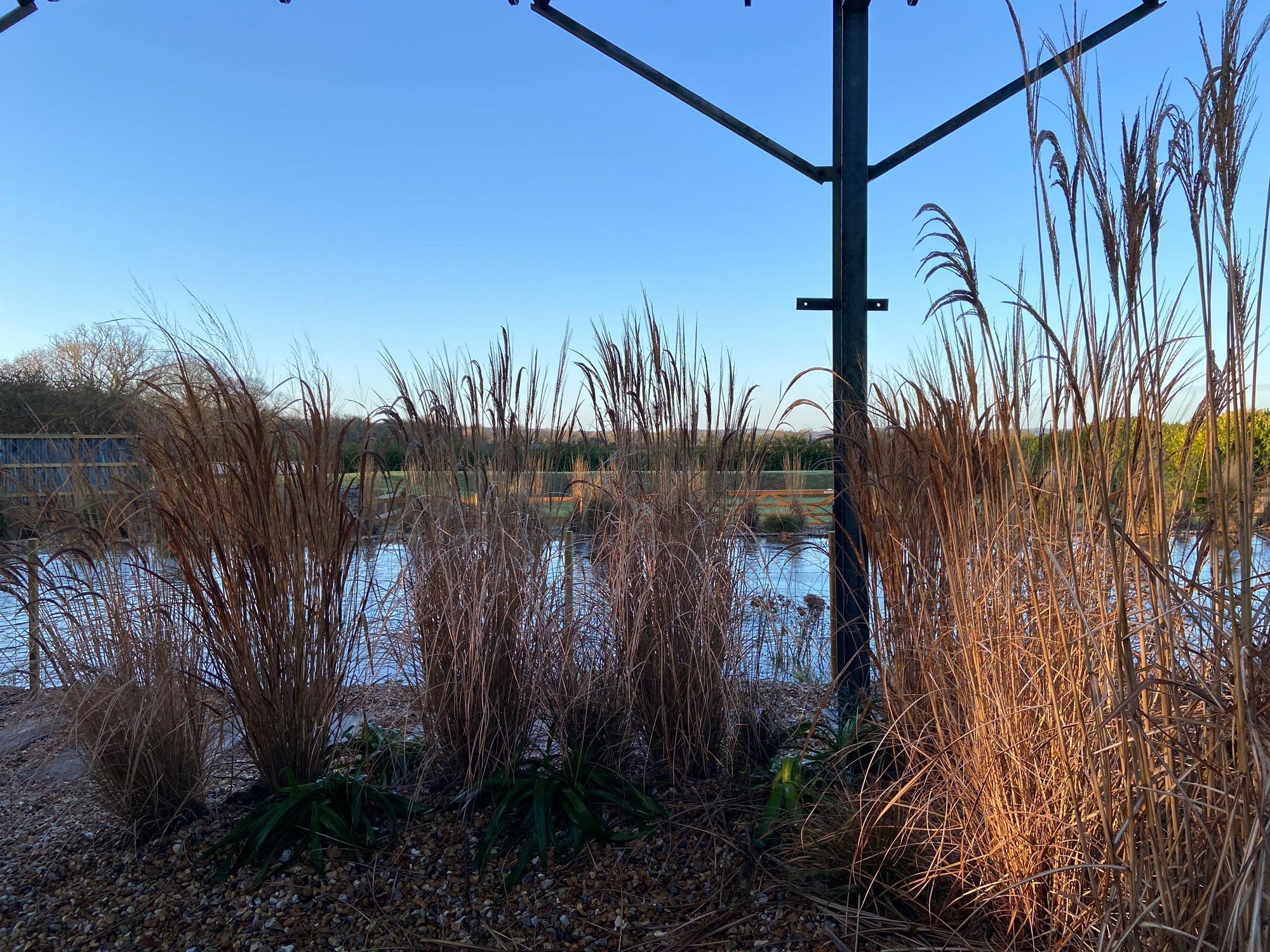 Pond surrounded by tall dry grasses and reeds, with a metal structure in the foreground, under clear blue sky.