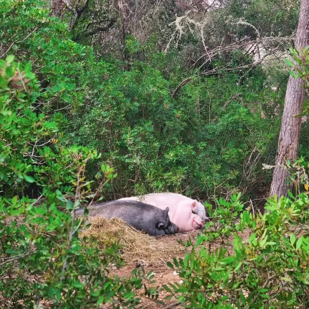 WhatsApp Image 2024-07-03 at 18.33.57(3).jpeg