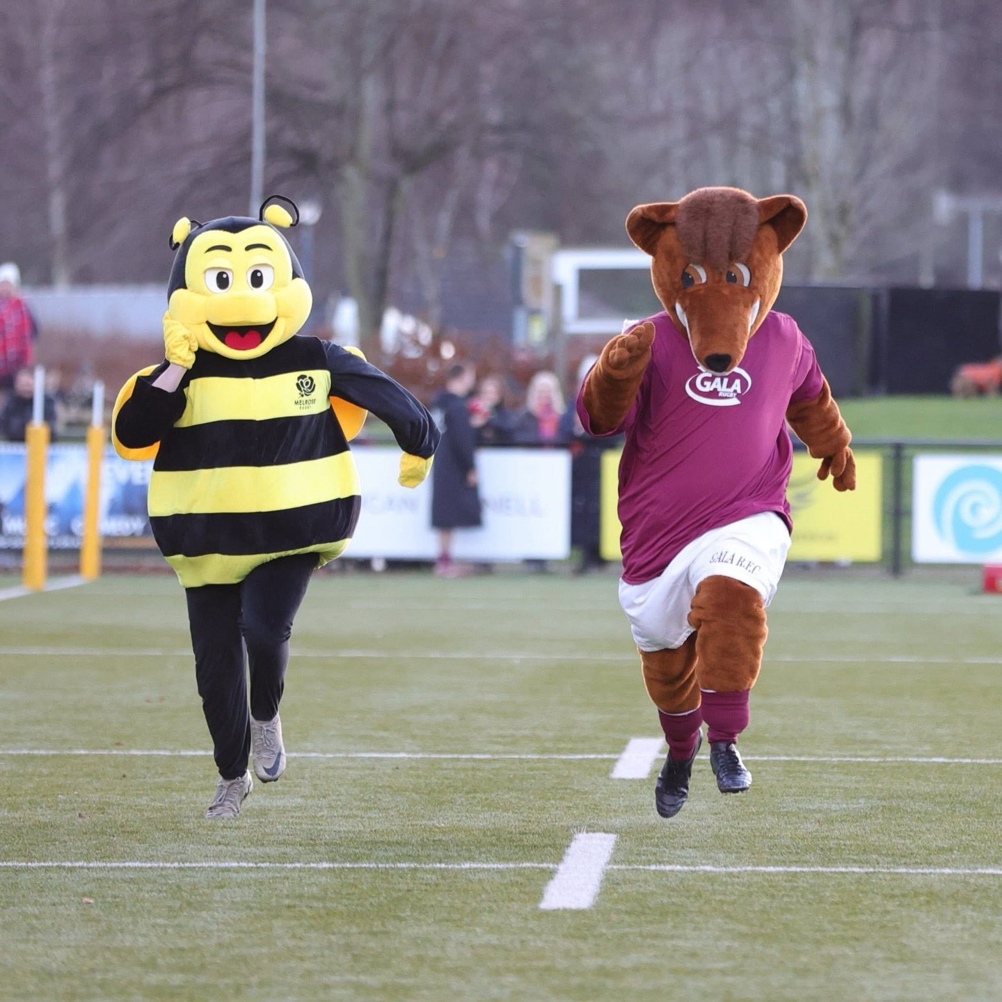 Running into the new year like Rosie Bee 🐝 

Thanks to @mini_maroons_galashiels mascot Roony for the great race on Boxing Day! Re-match next year at Netherdale?

#blackandyellow🐝