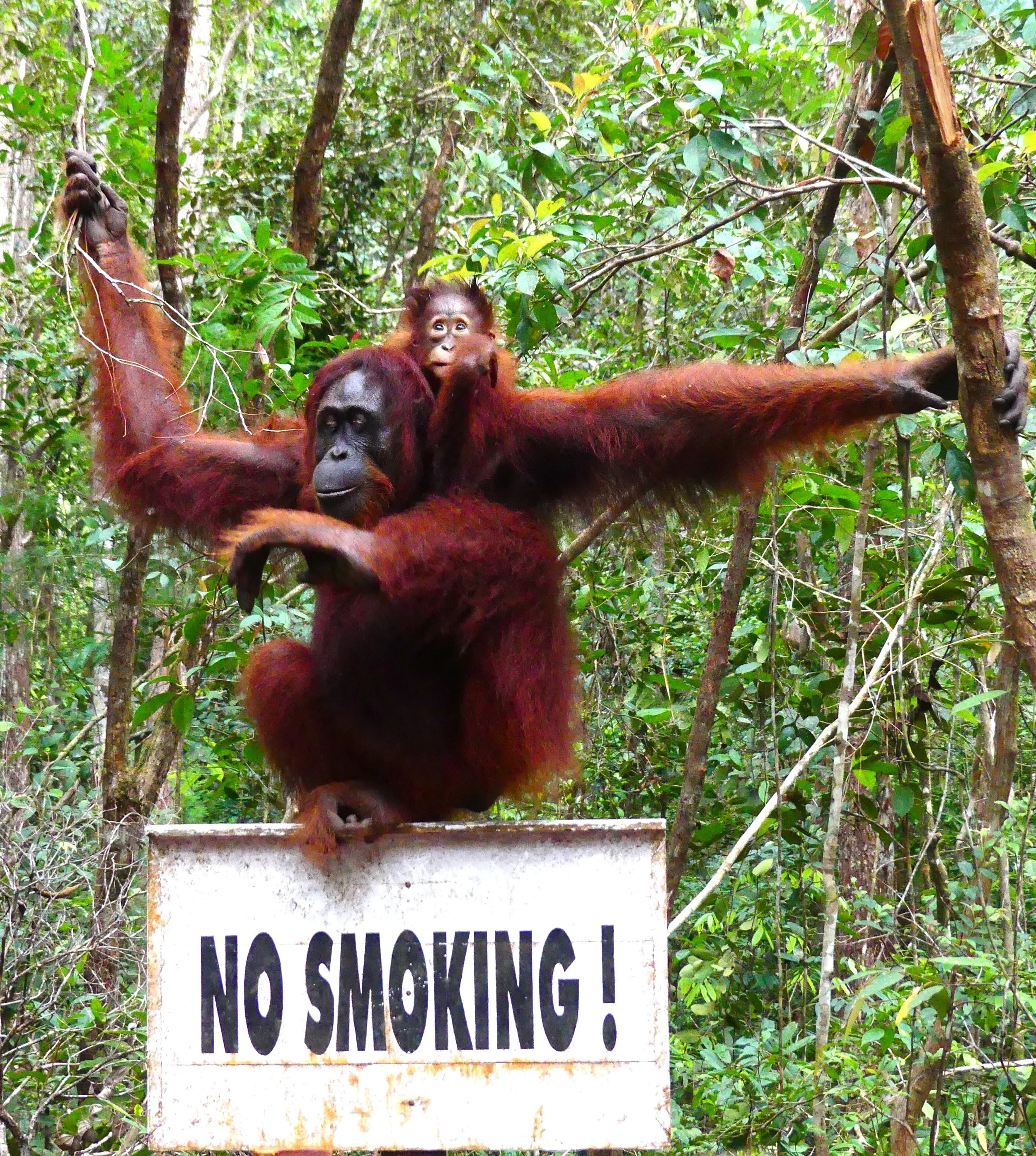 Jollity on the Endangered Path