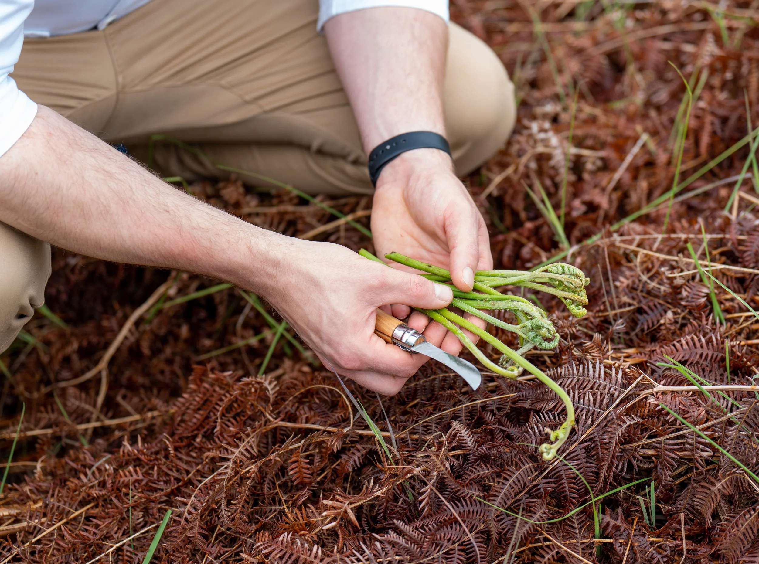 Jean-interlude-foraging-bracken.jpg