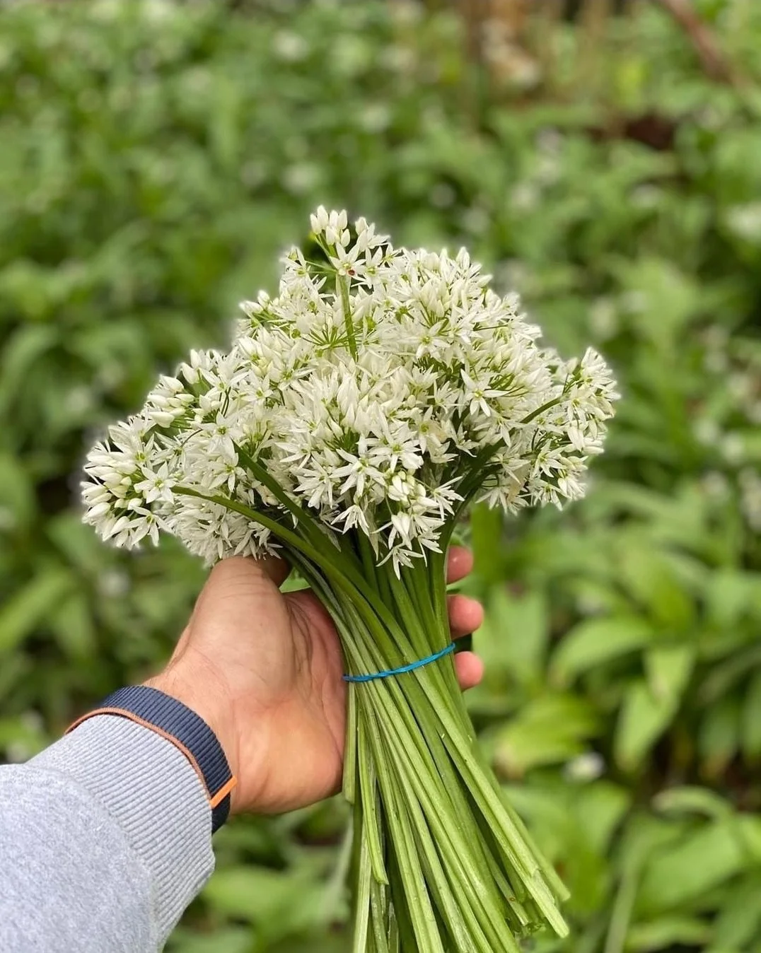 wild garlic - interlude.jpg