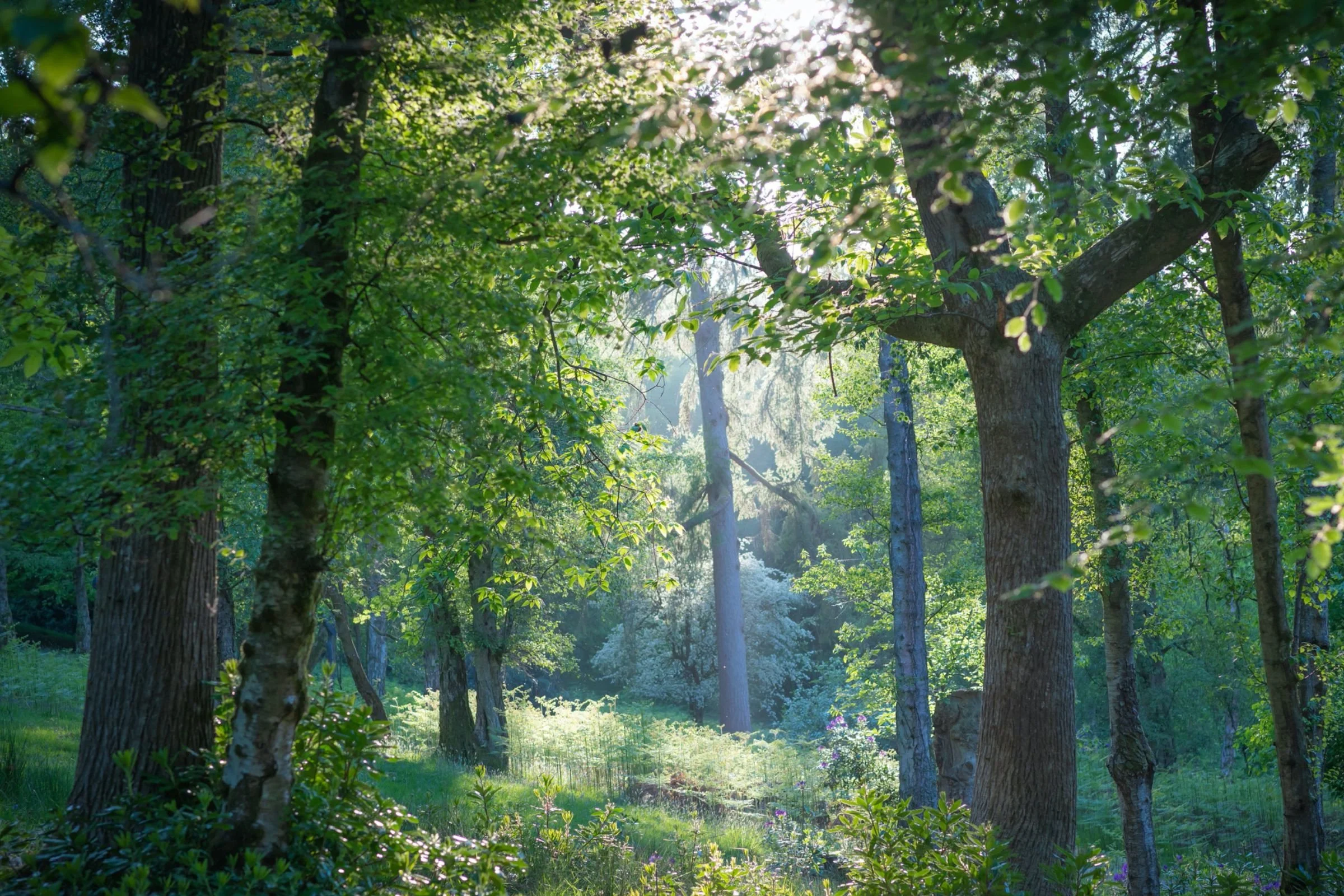 Interlude-leonardslee-gardens-horsham-sussex.jpg