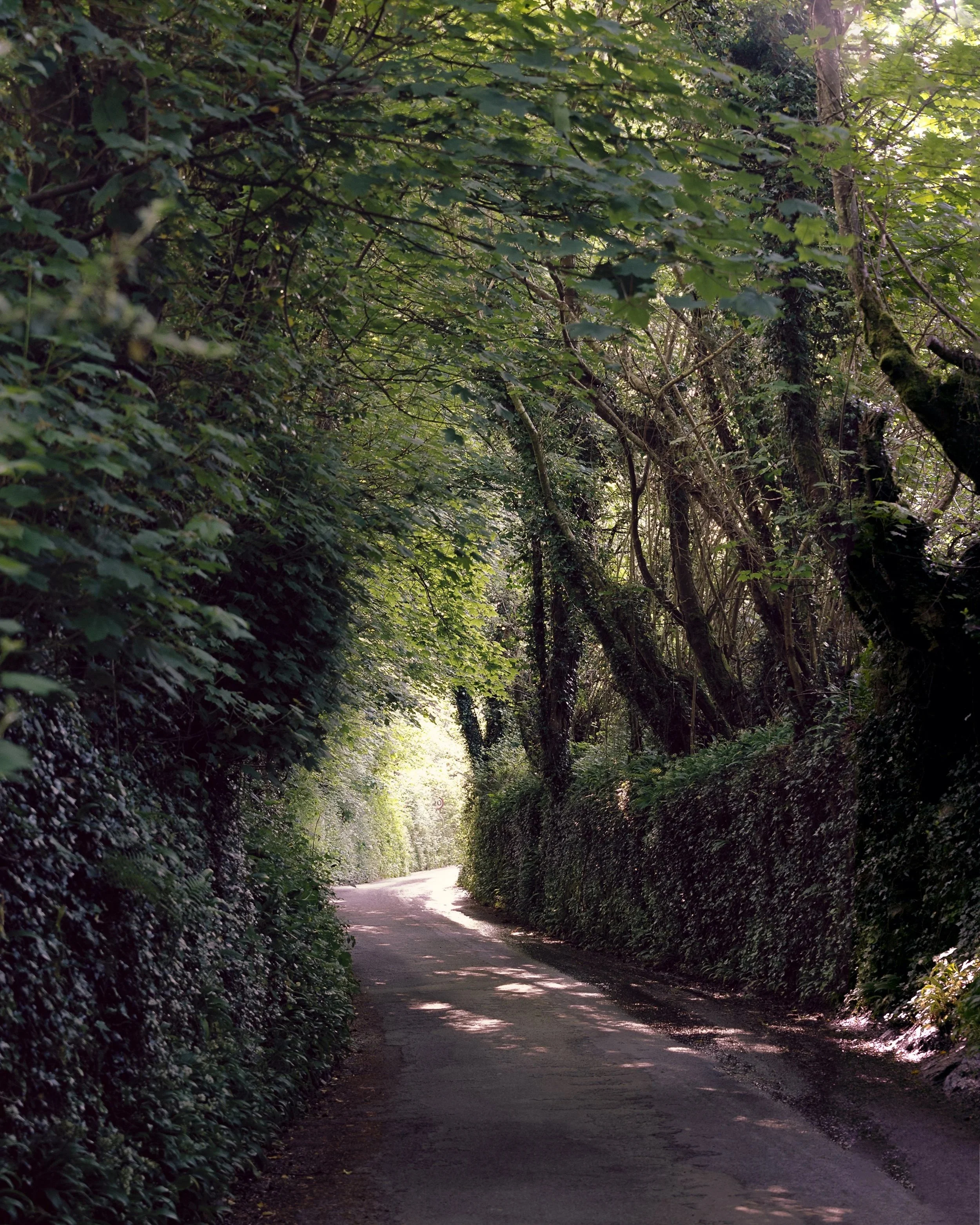 A winding dirt path through a dense, sunlit forest, with tall trees covered in moss and lush green foliage.