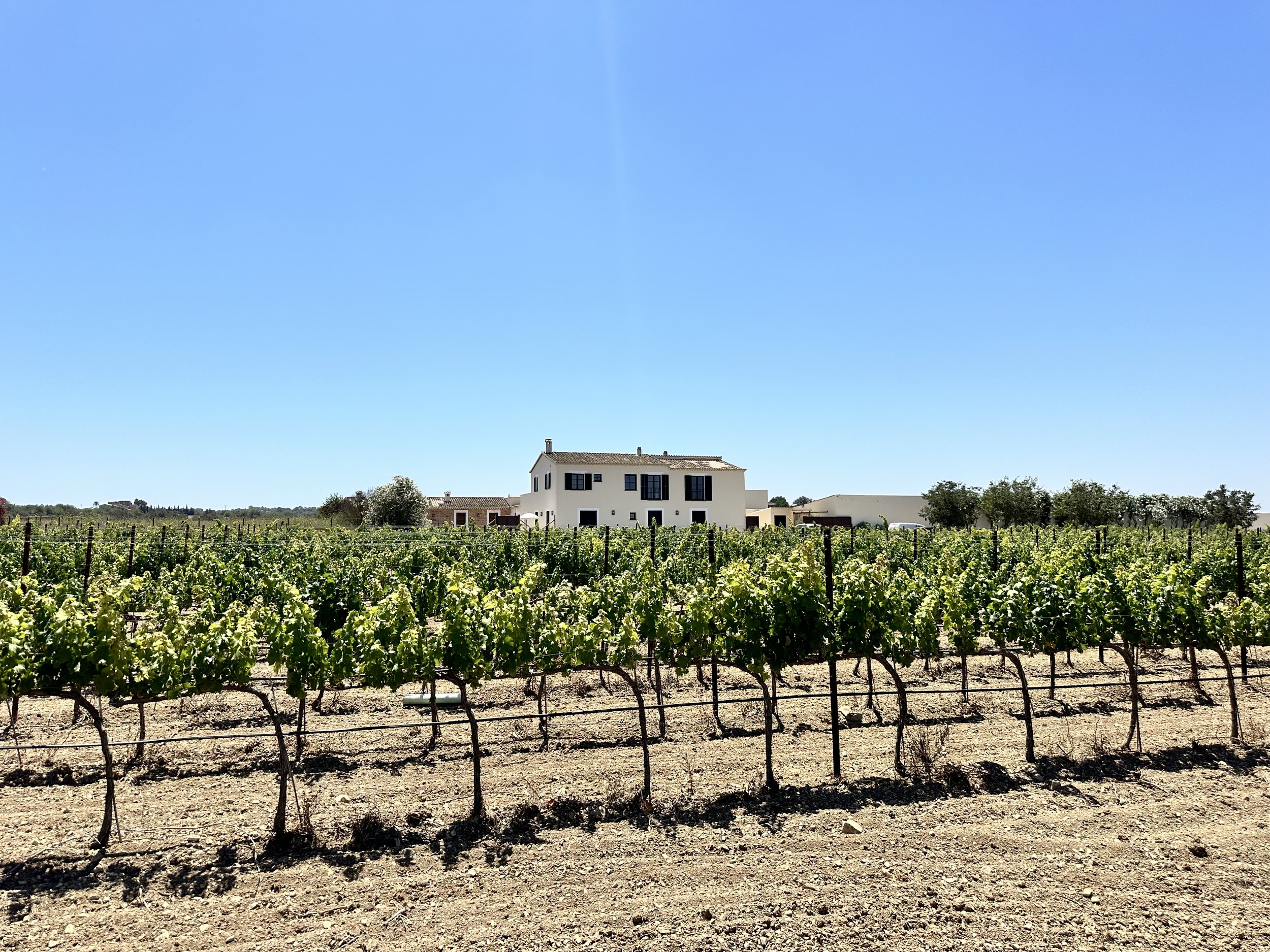 Lovely Bodega Finca - Inselmitte