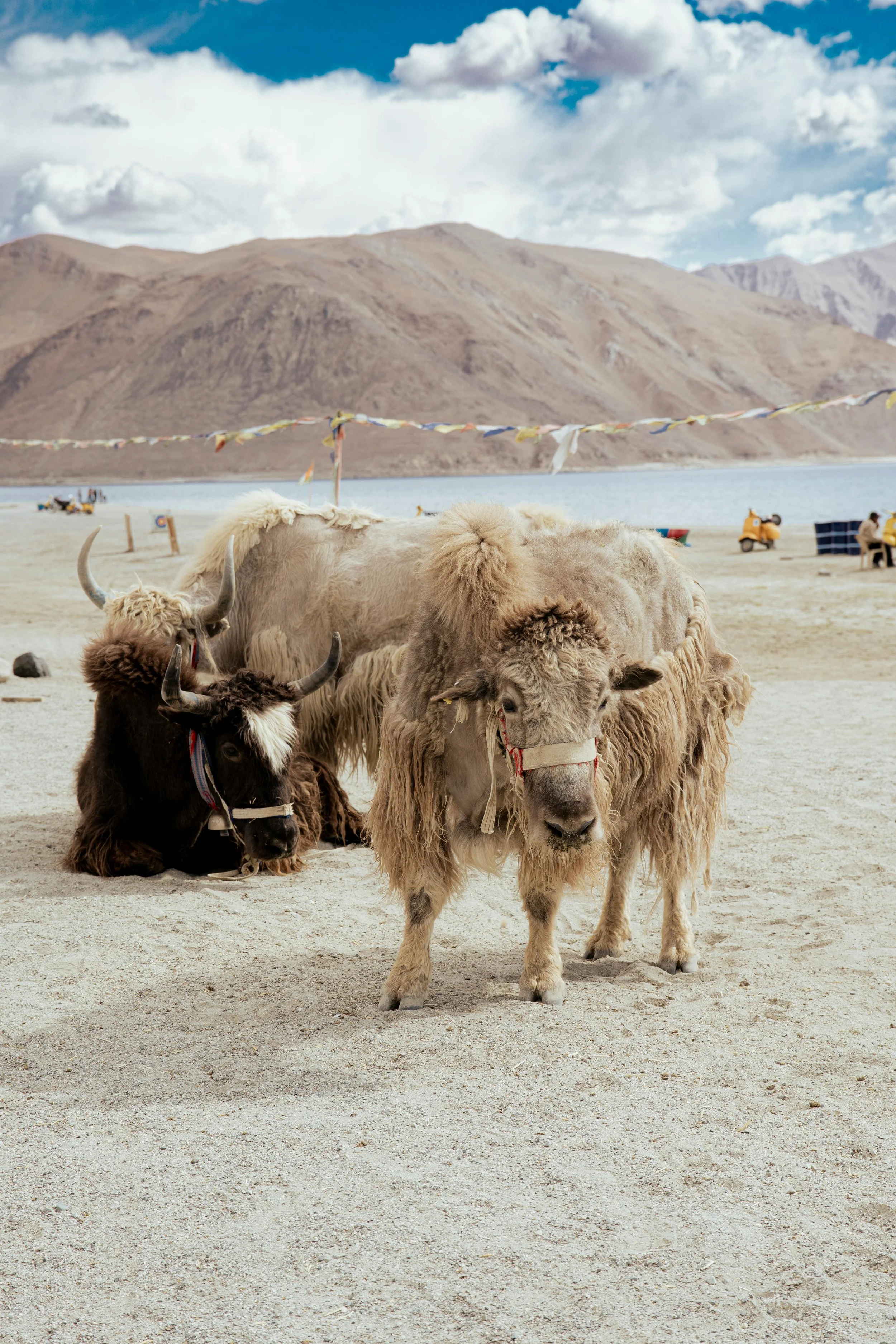 Vaches sacrées du Ladakh – Vie locale et traditions tibétaines