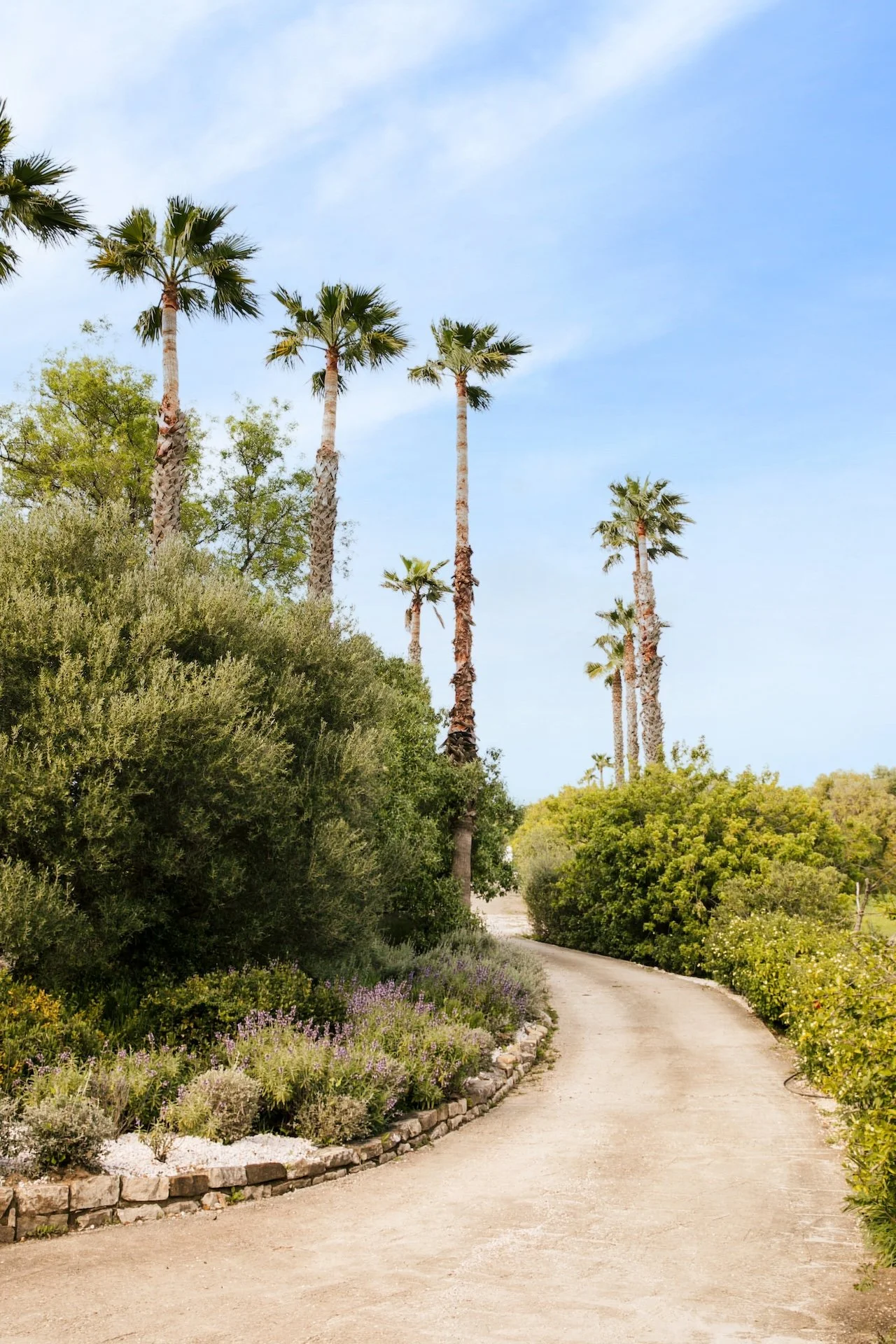 Allée de palmiers menant au cortijo — retraite yoga holistique Andalousie Espagne 2026
