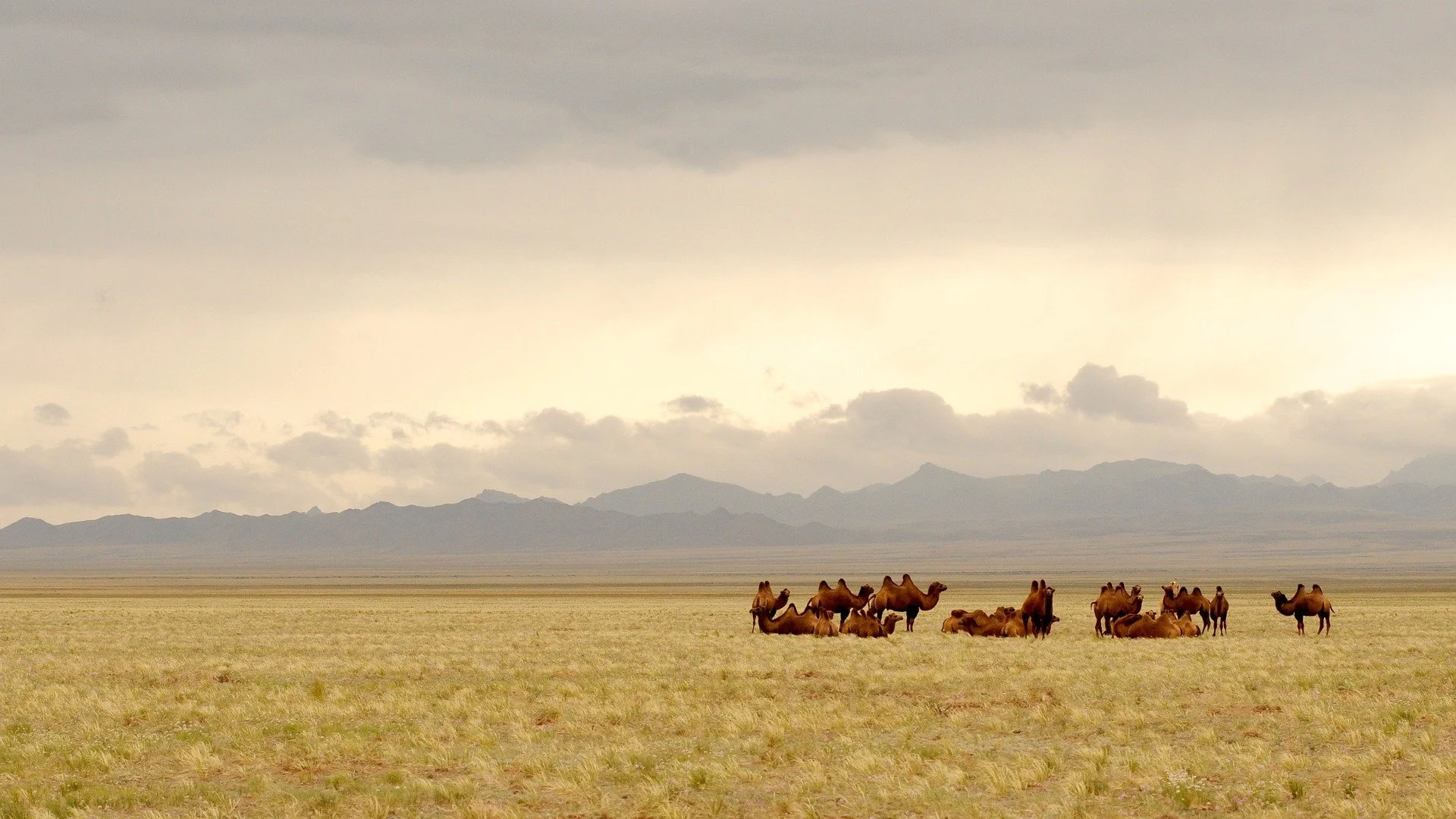 Contemplez un troupeau de chameaux dans les steppes mongoles et profitez d’un cadre idéal pour la méditation, le yoga et la reconnexion à la nature.