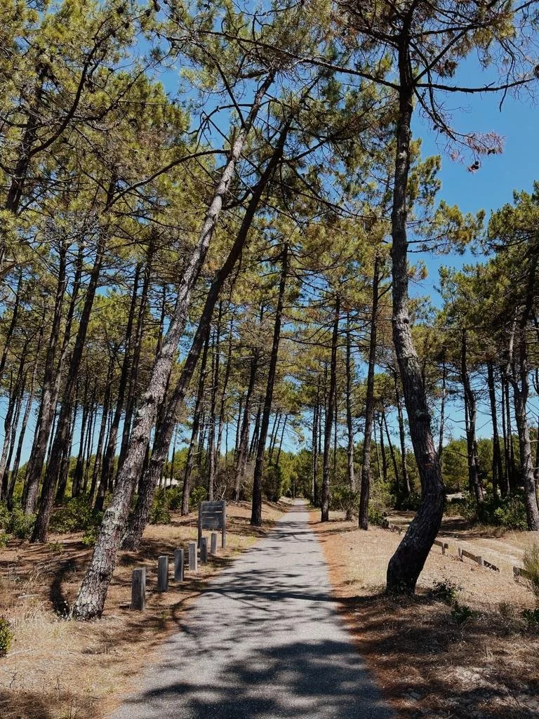 Retraite yoga à Lacanau : balade en forêt de pins, immersion en pleine nature, mai 2026