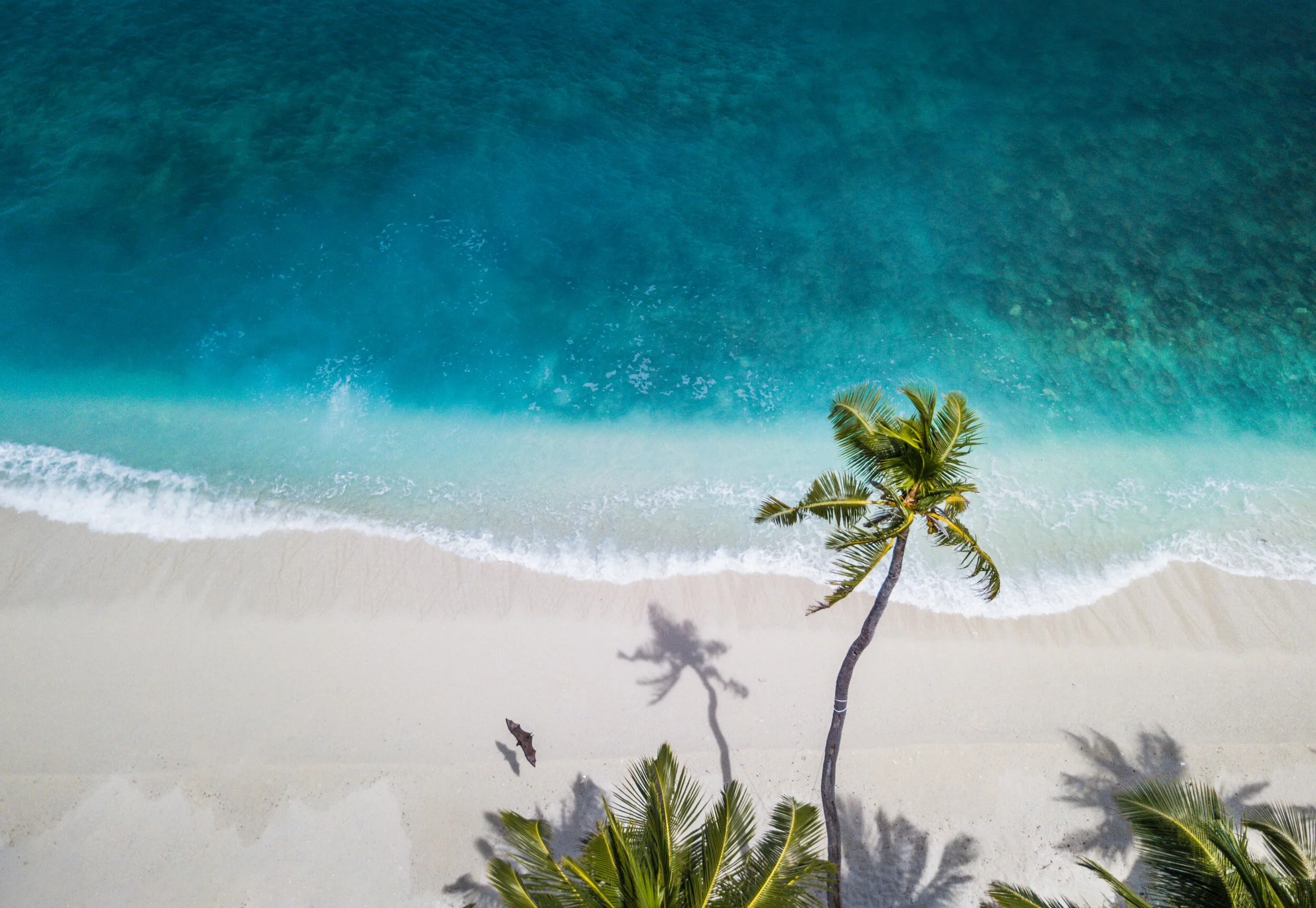 Démarrer l'année sous le soleil et les cocotiers