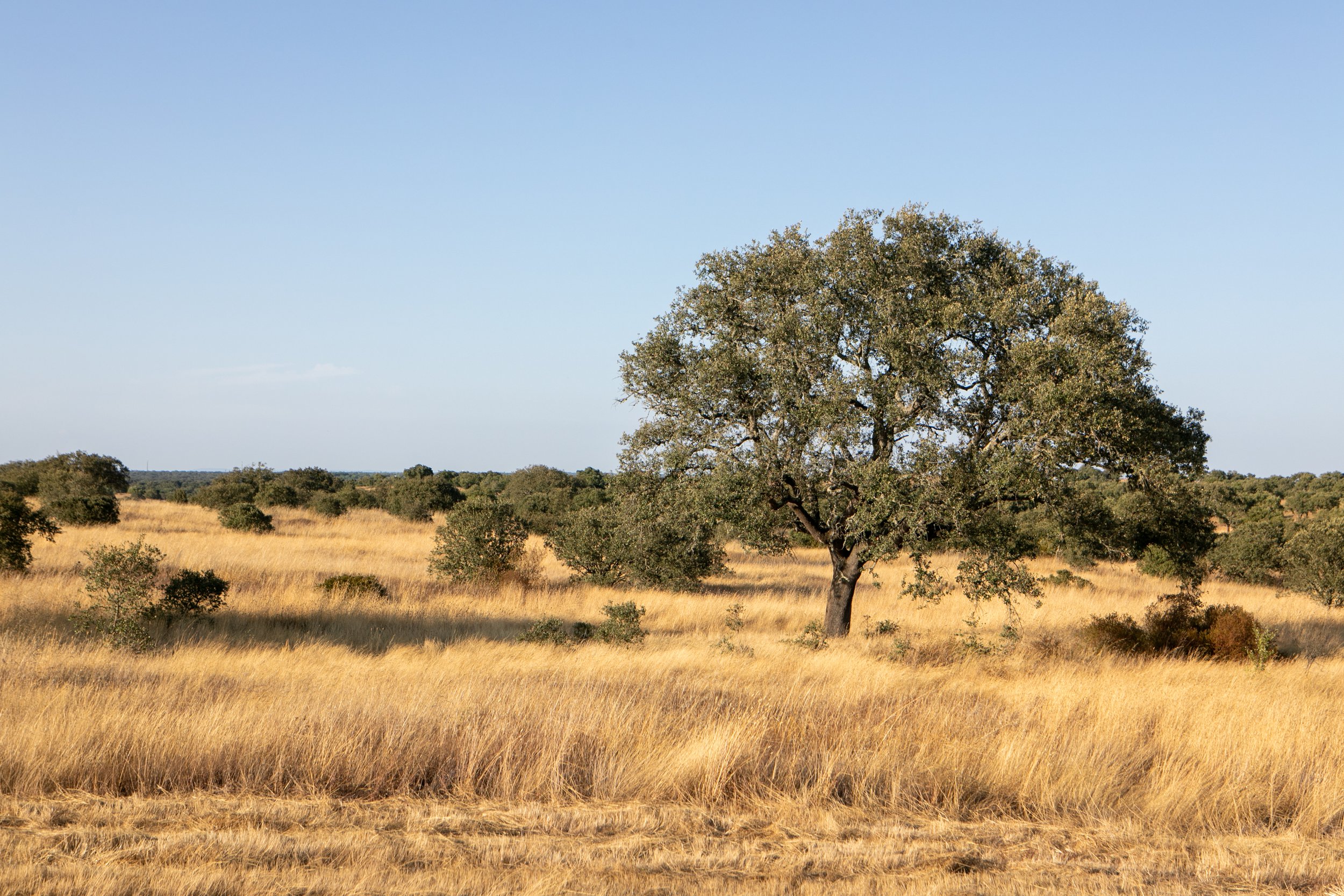 Horizon sur la plaine de l'Alentejo au coucher du soleil — cadre naturel retraite yoga Portugal