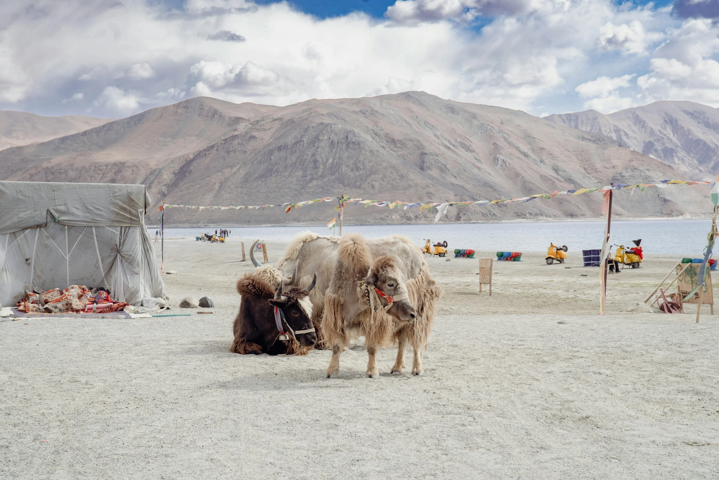 Observez la présence harmonieuse des vaches dans le paysage du Ladakh, symbole de culture et de spiritualité tibétaine.