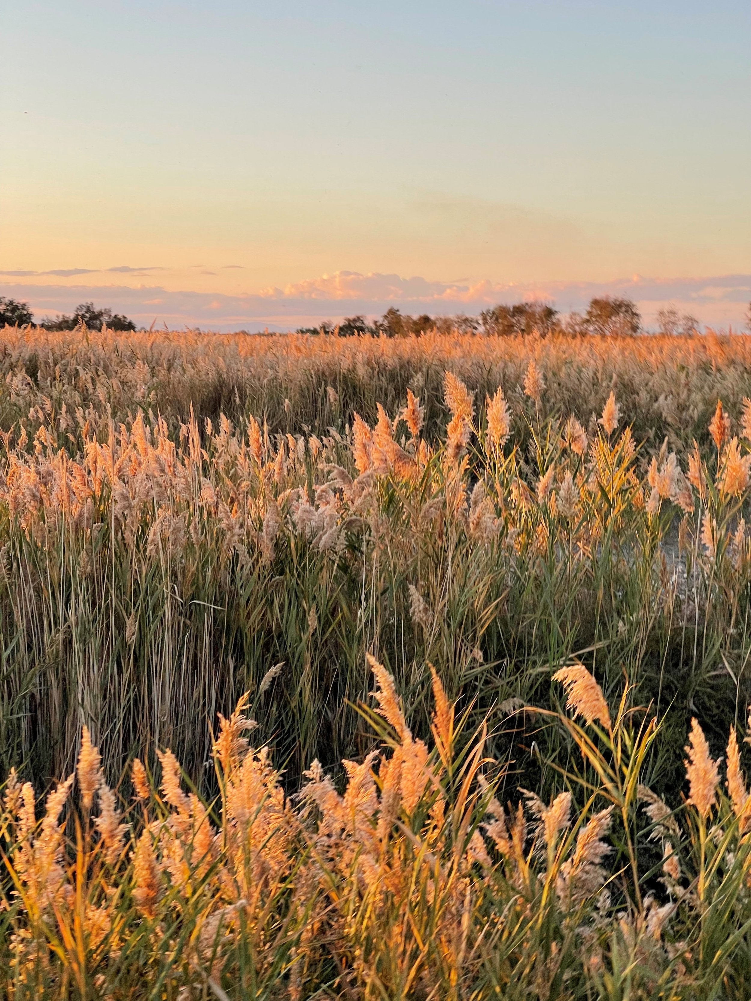 Camargue.Lucypiada1.jpg