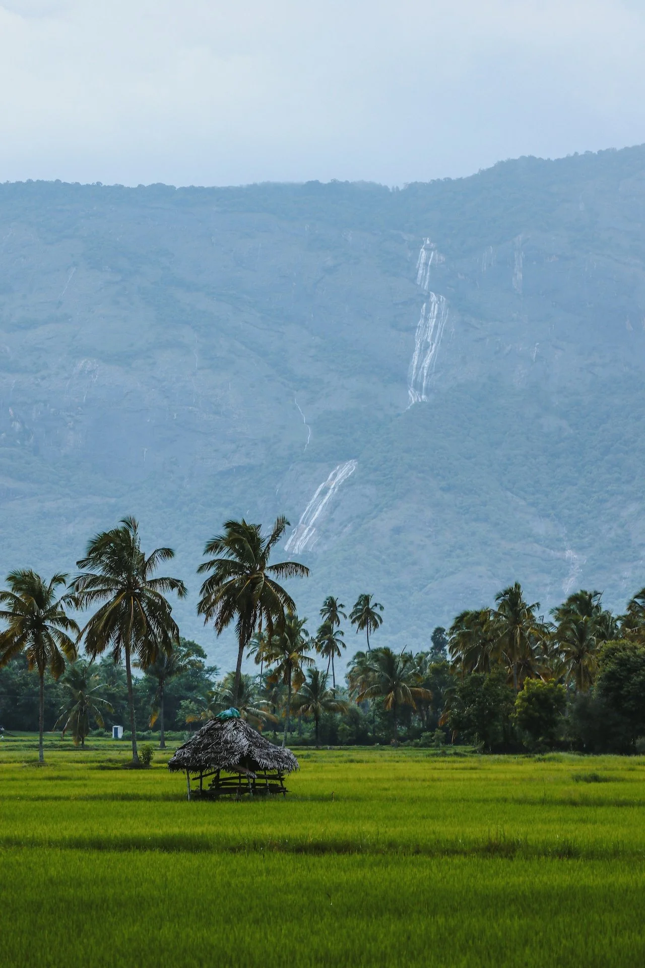 Rizières du Kerala avec une cahute traditionnelle, cascade et montagne verdoyante en arrière-plan — stage ayurvéda en Inde du Sud