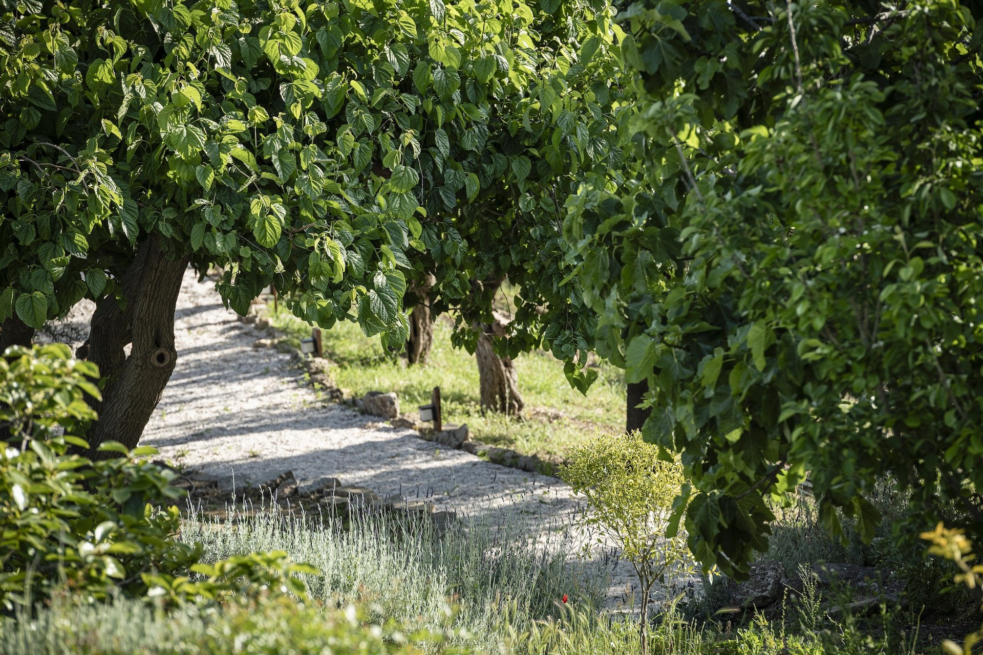 Vignes et oliviers du domaine en permaculture — retraite bien-être éco-responsable Andalousie Espagne