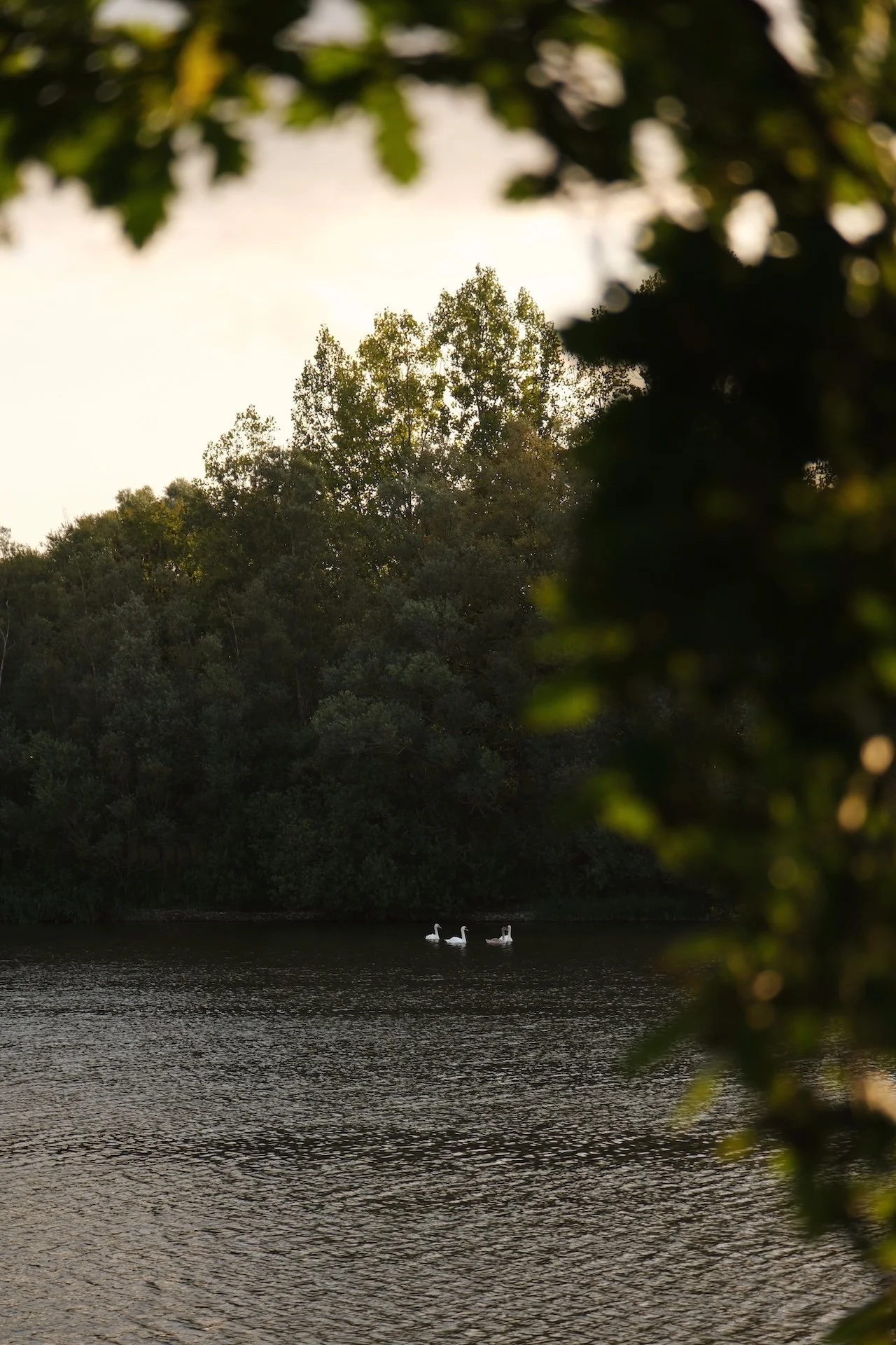 Trois cygnes glissant sur l'étang du domaine — la faune sauvage et apaisante de la Baie de Somme, à deux pas des chambres
