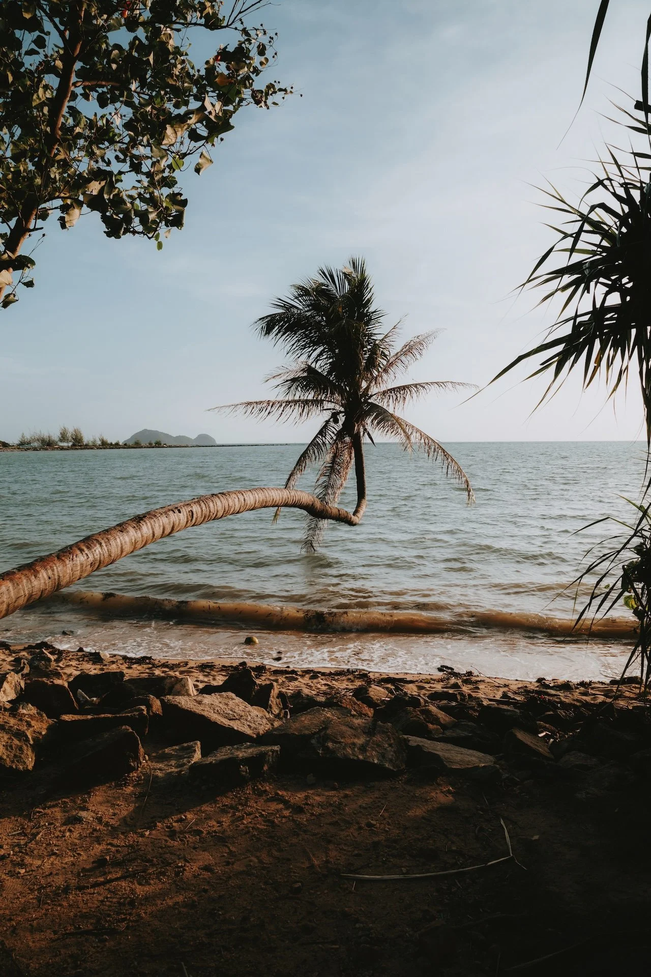 Plage déserte du Kerala, un palmier se penchant vers une mer calme aux teintes douces — incontournable de l'Inde du Sud