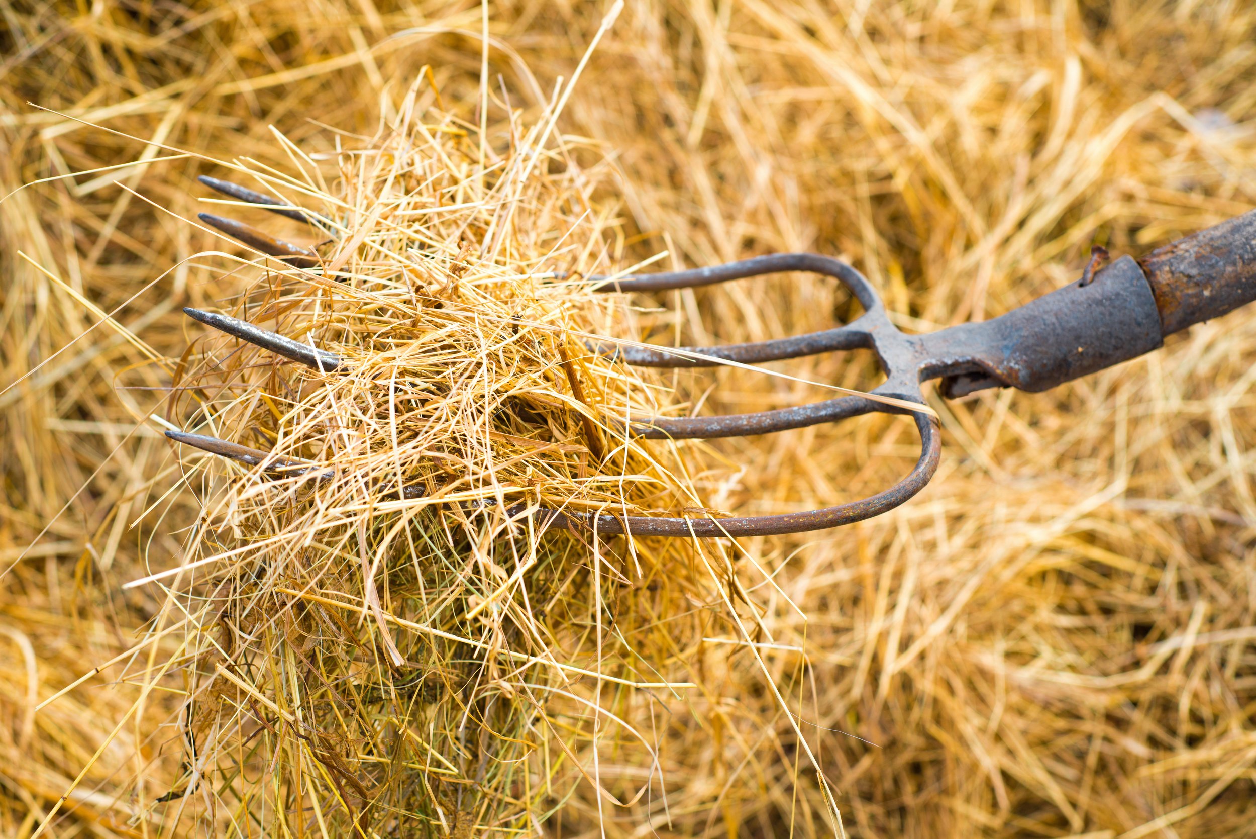 Wednesday,     December 10