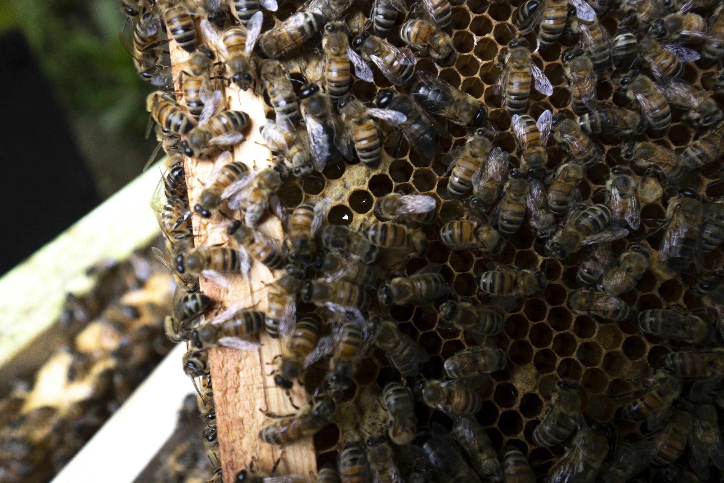 Close-up of a honeybee hive with numerous bees working on the honeycomb cells.