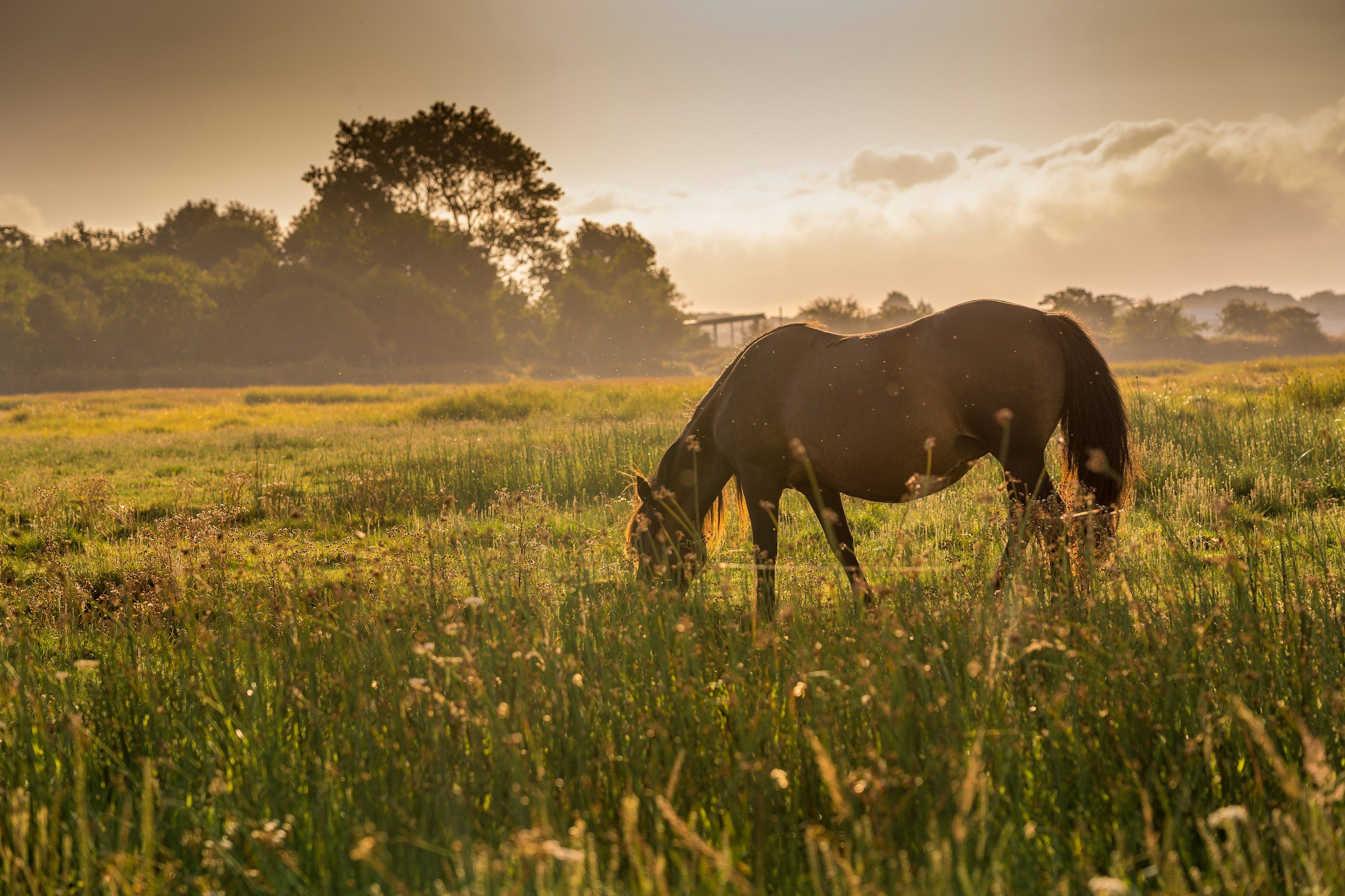 Aromatherapy's Impact on Equine Performance: A Natural Edge for Your Horse
