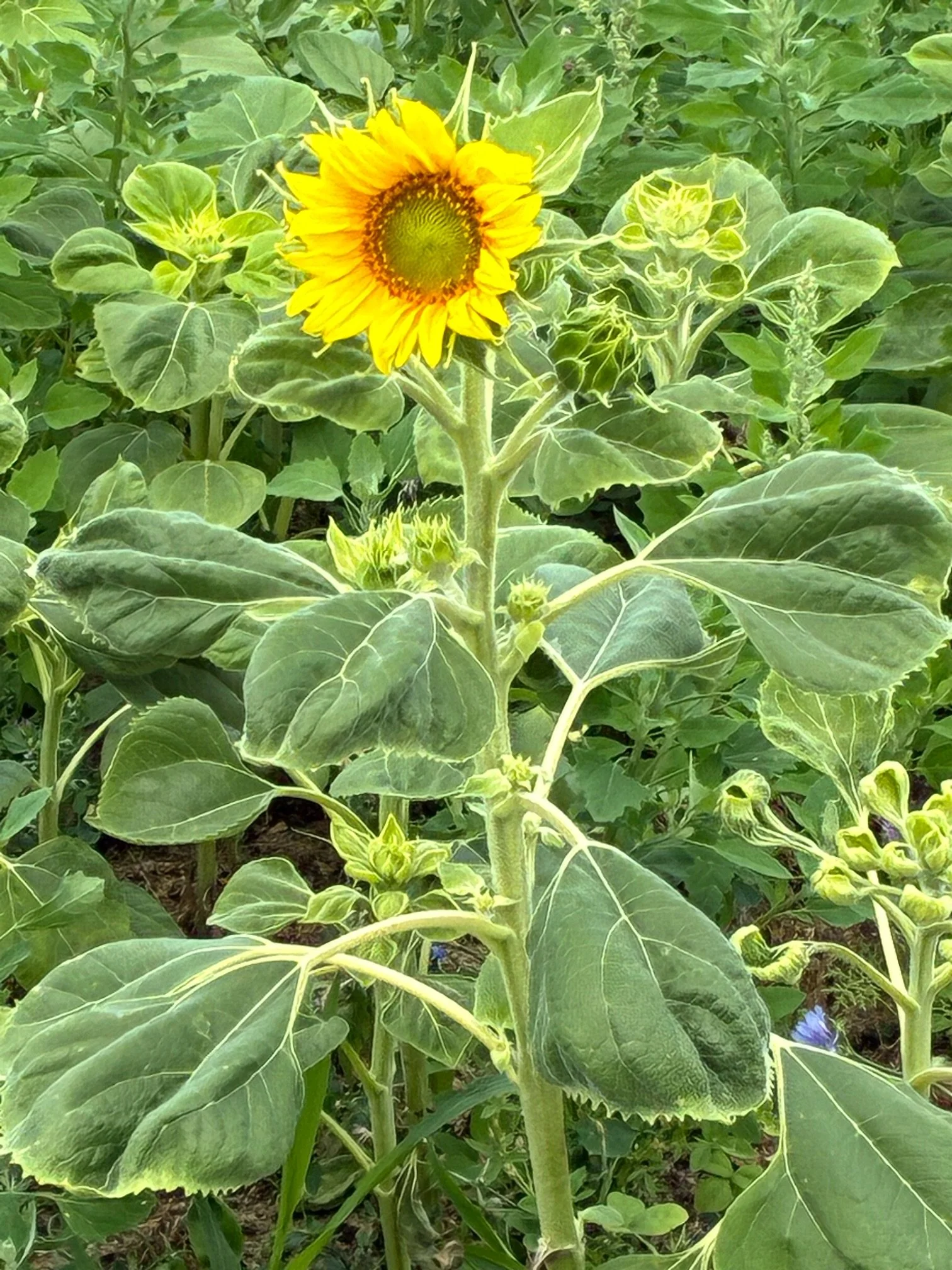 Erste Blüte trotz Trockenheit