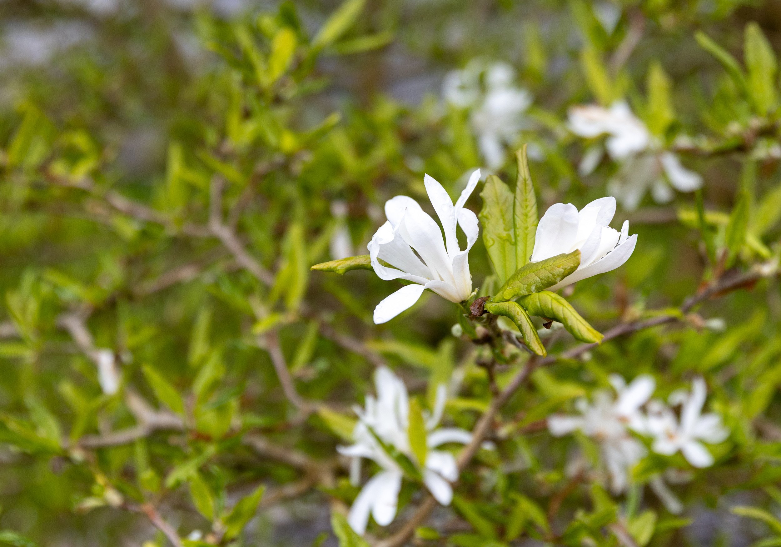 Spring has sprung at Drymmau Hall