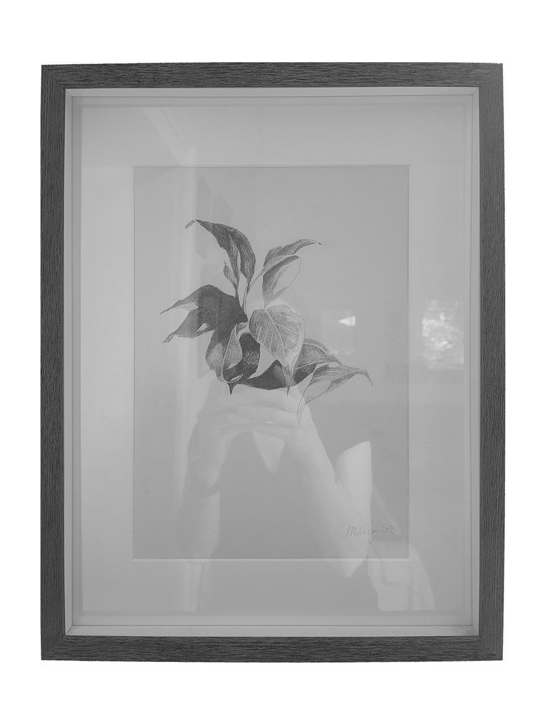 2021_Fig Plants_sm_2.jpg