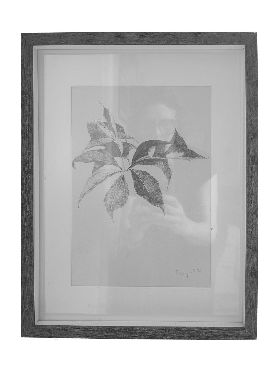 2021_Fig Plants_sm_1.jpg