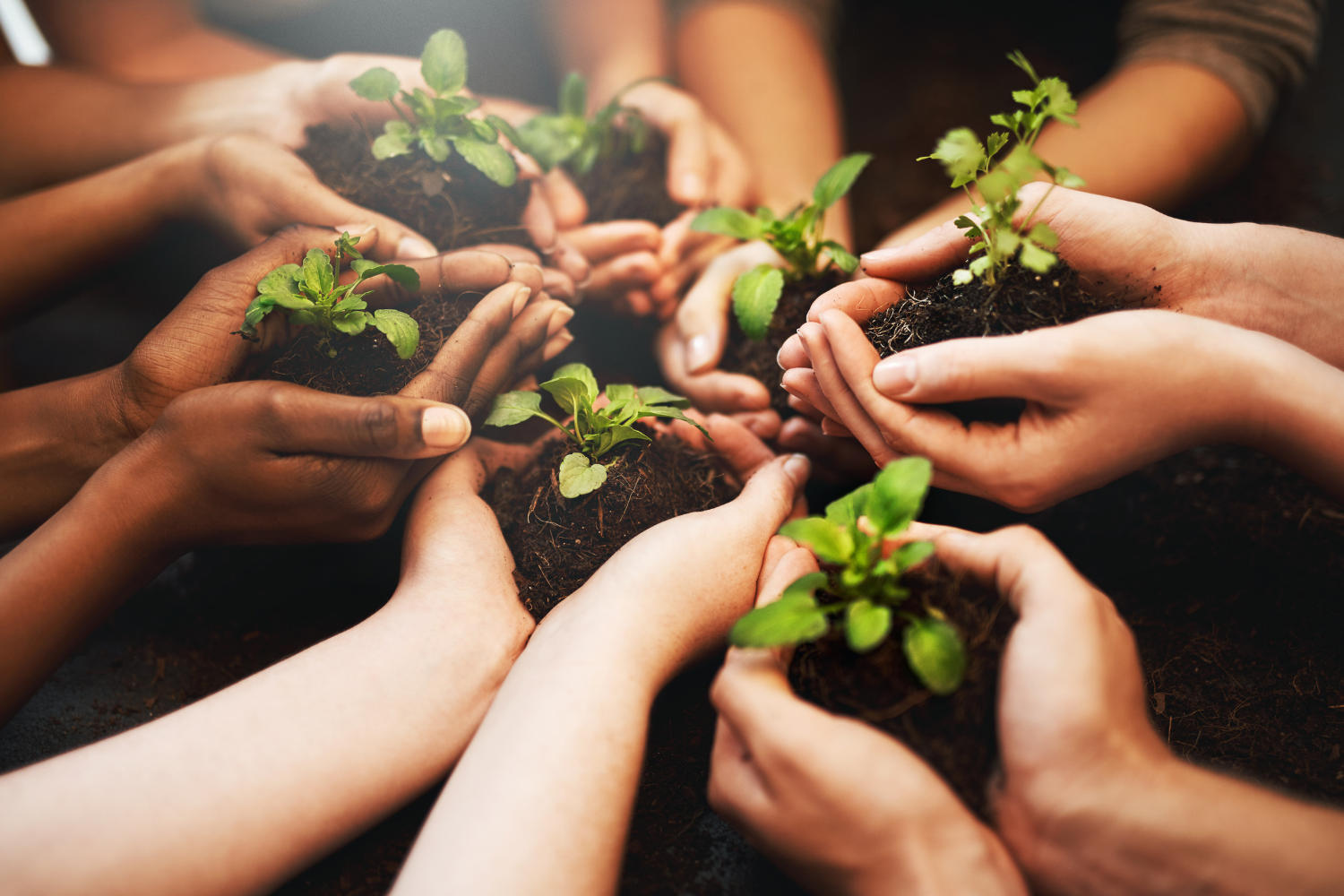 Multiple hands of diverse individuals holding small potted plants with green leaves and dark soil, symbolizing teamwork in planting or environmental conservation.