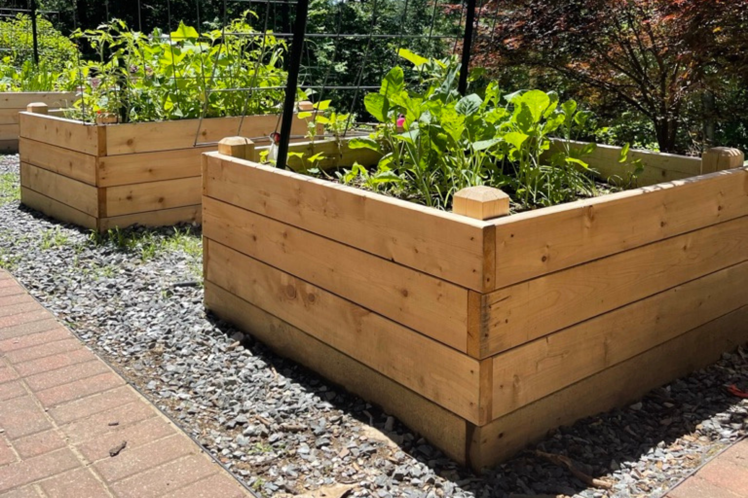 Two wooden garden beds filled with green plants, located outdoors on a gravel surface next to a brick pathway, with trees in the background.
