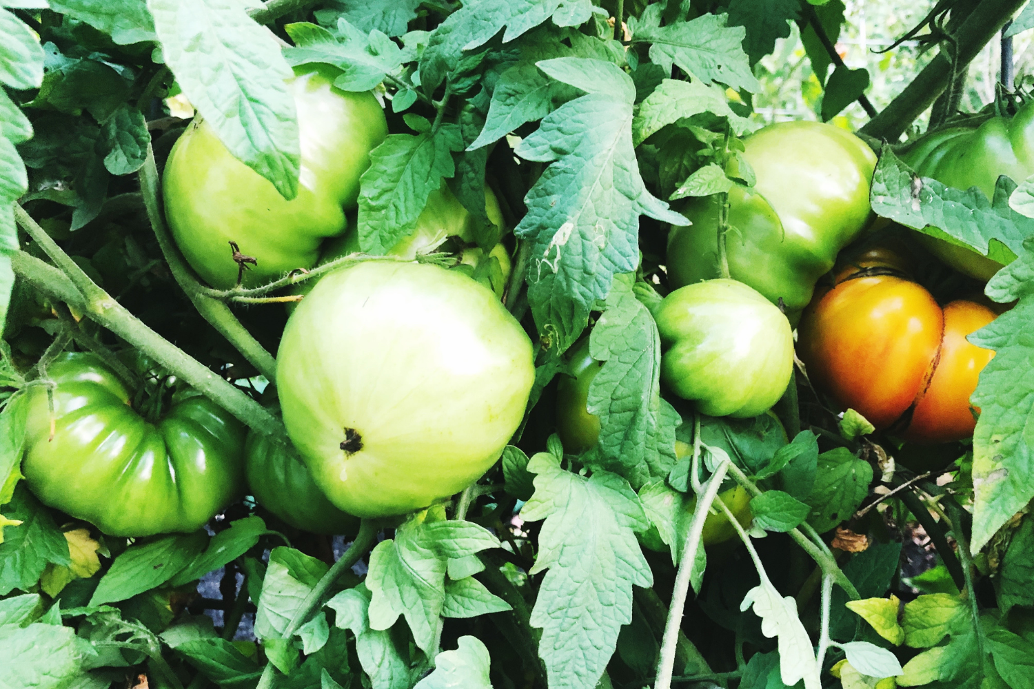 Kitchen Garden