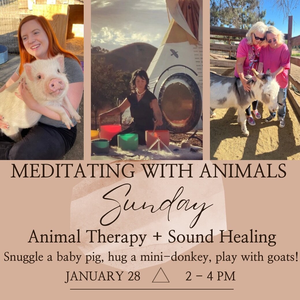 This Sunday January 28 from 2-4 PM 💕🐴🐐🦚🫏🐷 Meditating with Animals : Animal Therapy + Sound Healing at a private ranch in Agoura Hills 🎶

We finally have a break in the weather and I thought it would be perfect for a gathering at the ranch with