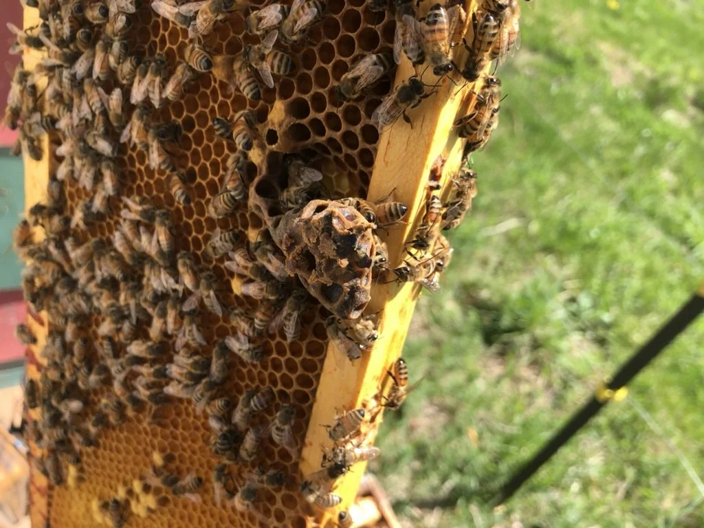 bees on hive at Sweet Flower Farm
