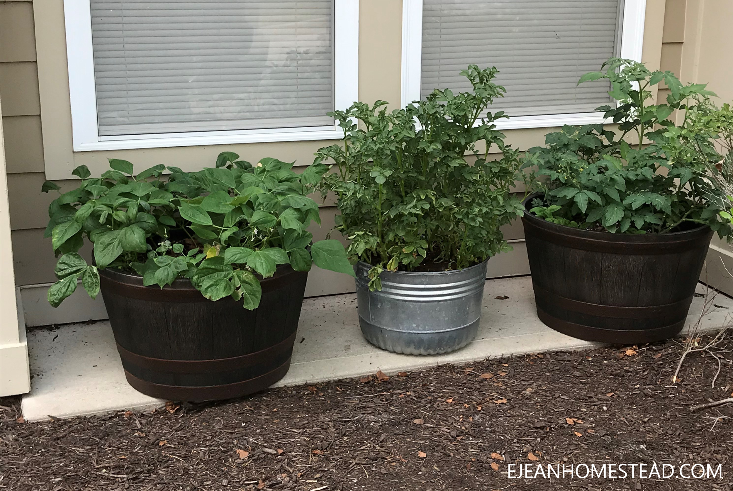 Small Space Container Garden Update