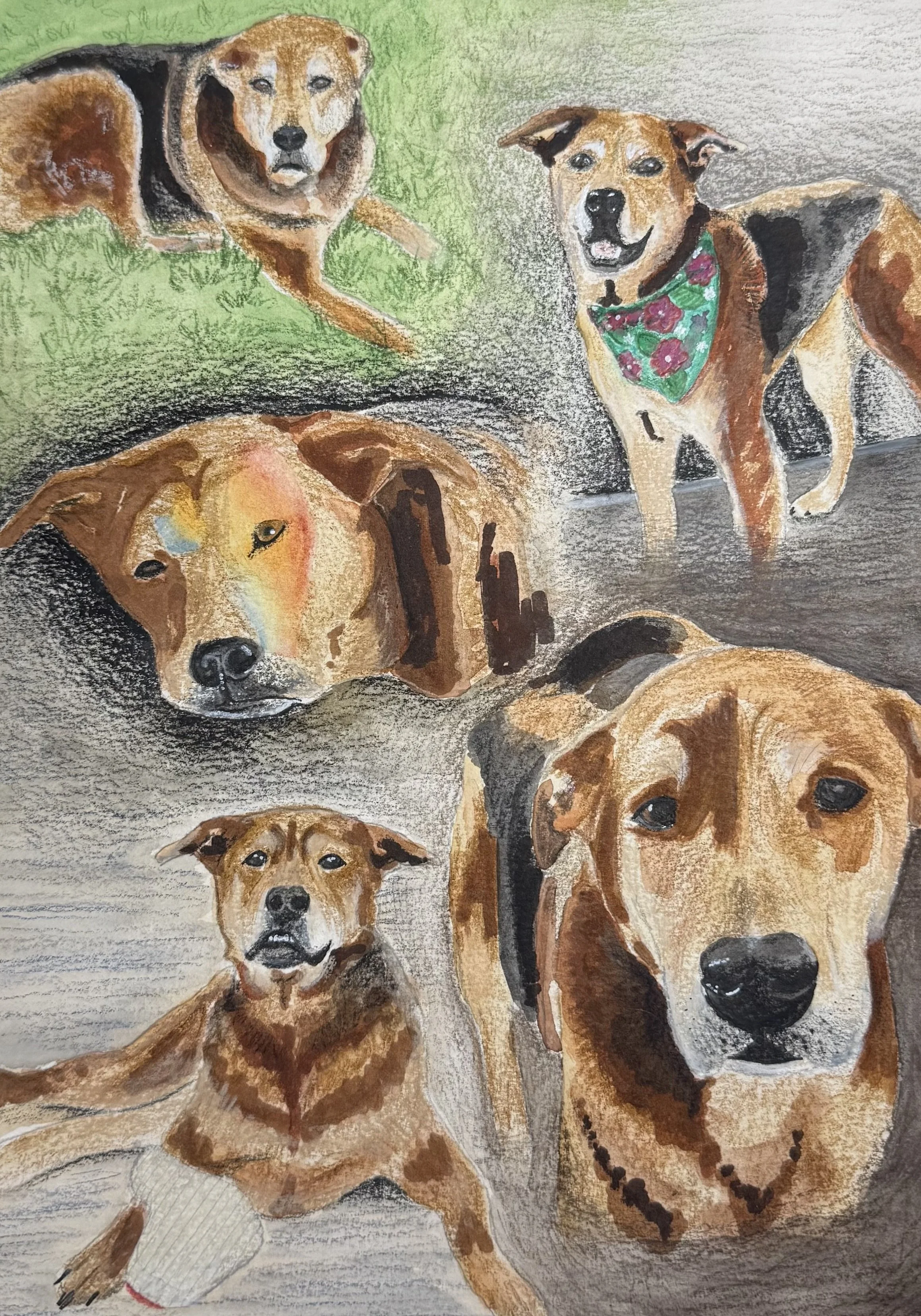 "Boomer"

9x12 mixed media pet portrait on Canson watercolor paper. Completed in Koi-I-Noor watercolors, Prismacolor colored pencils, and an assortment of inks.

June 2026