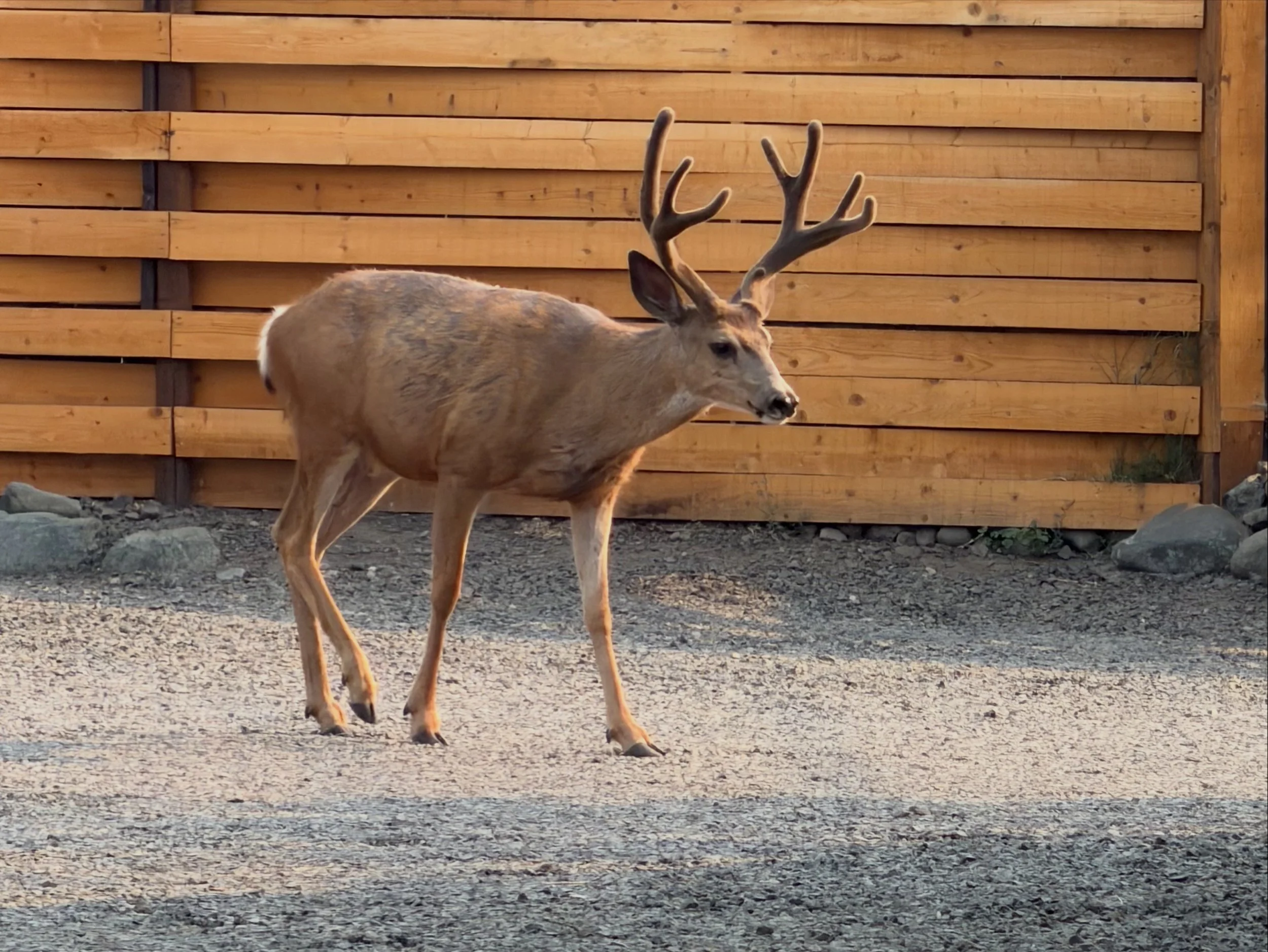 C76A18EB-CA4E-4851-AB0B-7EF89AEDB748.jpg