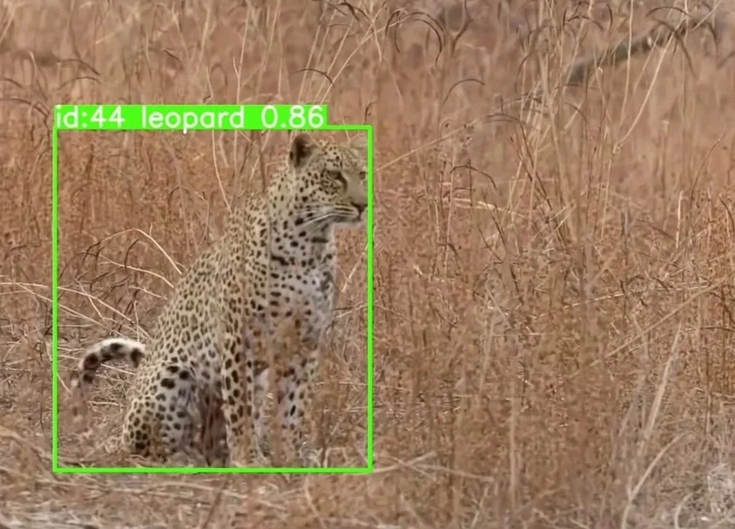 leopard-detector-still.jpg