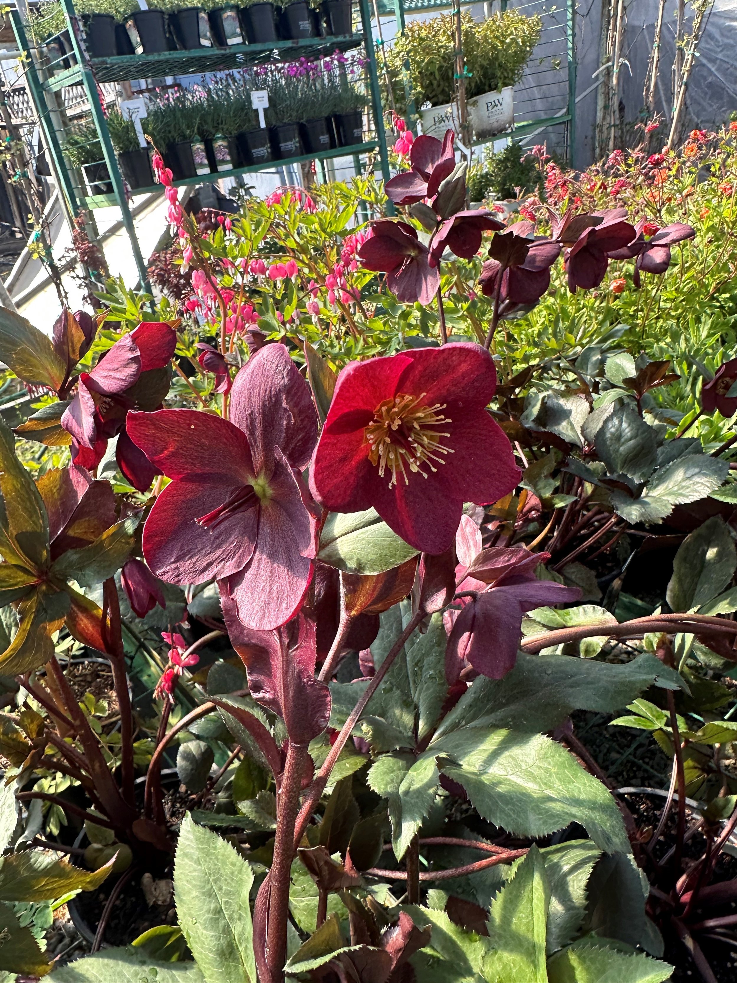 Hellebore personal.jpg