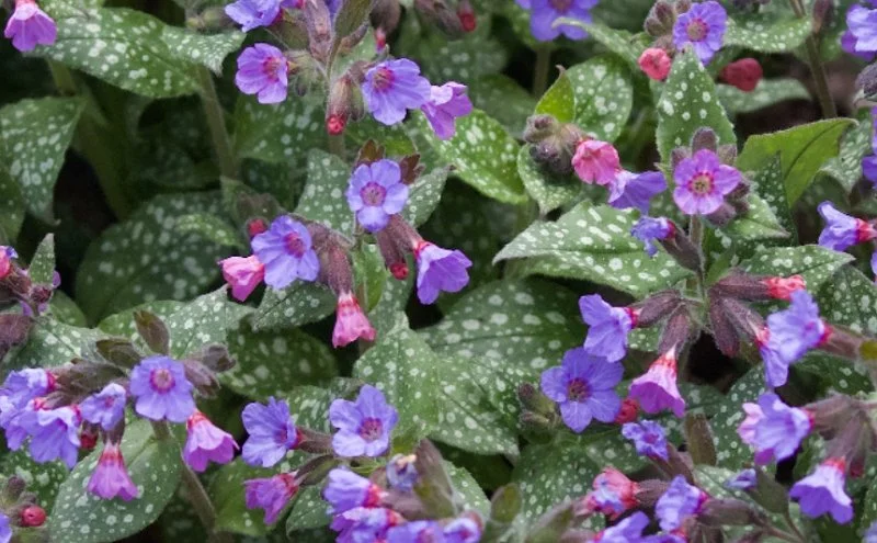 Pulmonaria