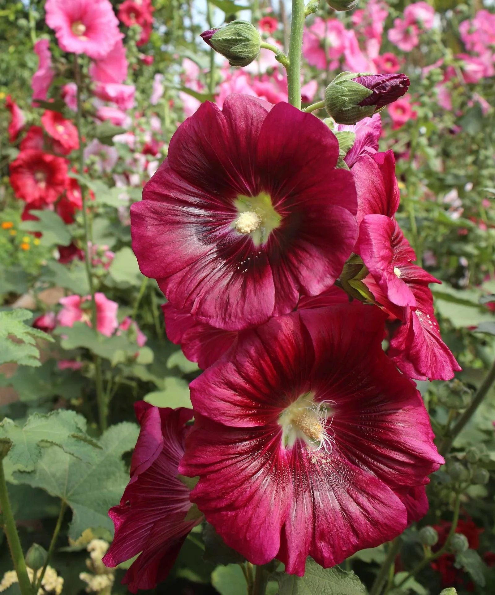 Hollyhock