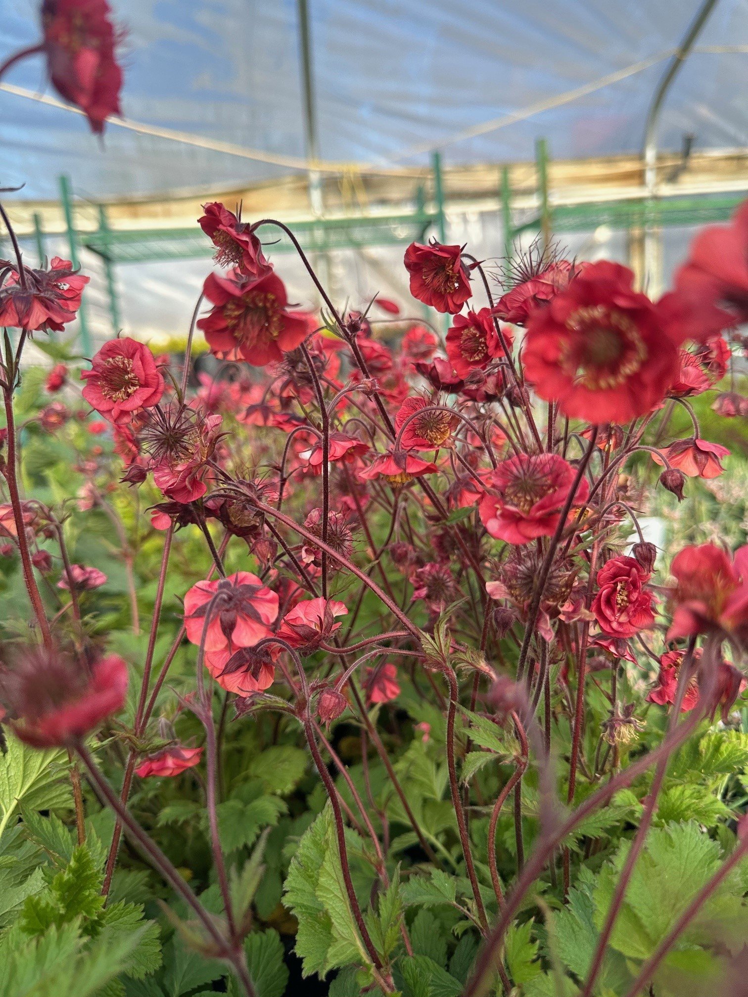 Geum